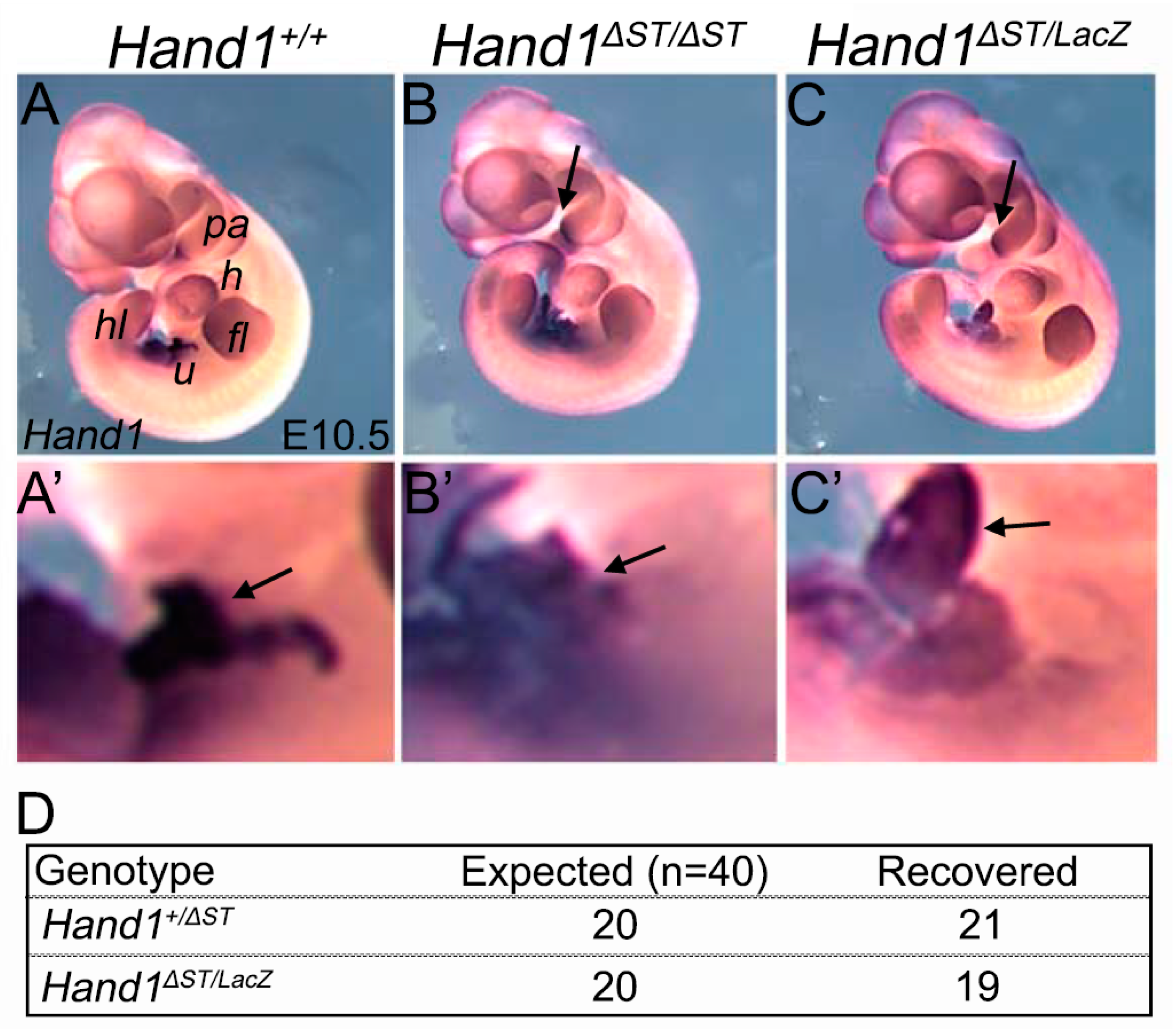 Jcdd 08 00050 g002 Jcdd 08 00050 g002