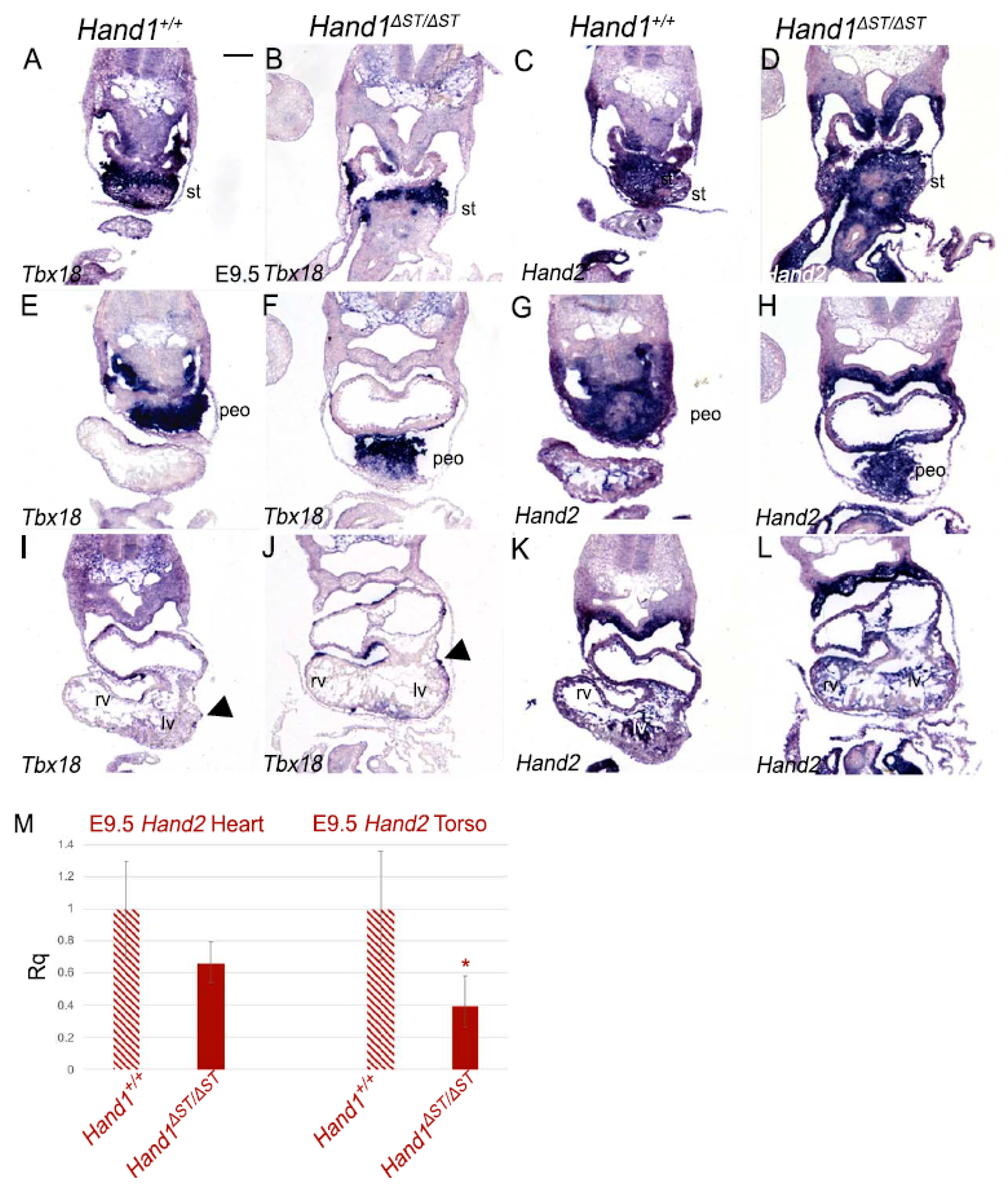 Jcdd 08 00050 g004 Jcdd 08 00050 g004