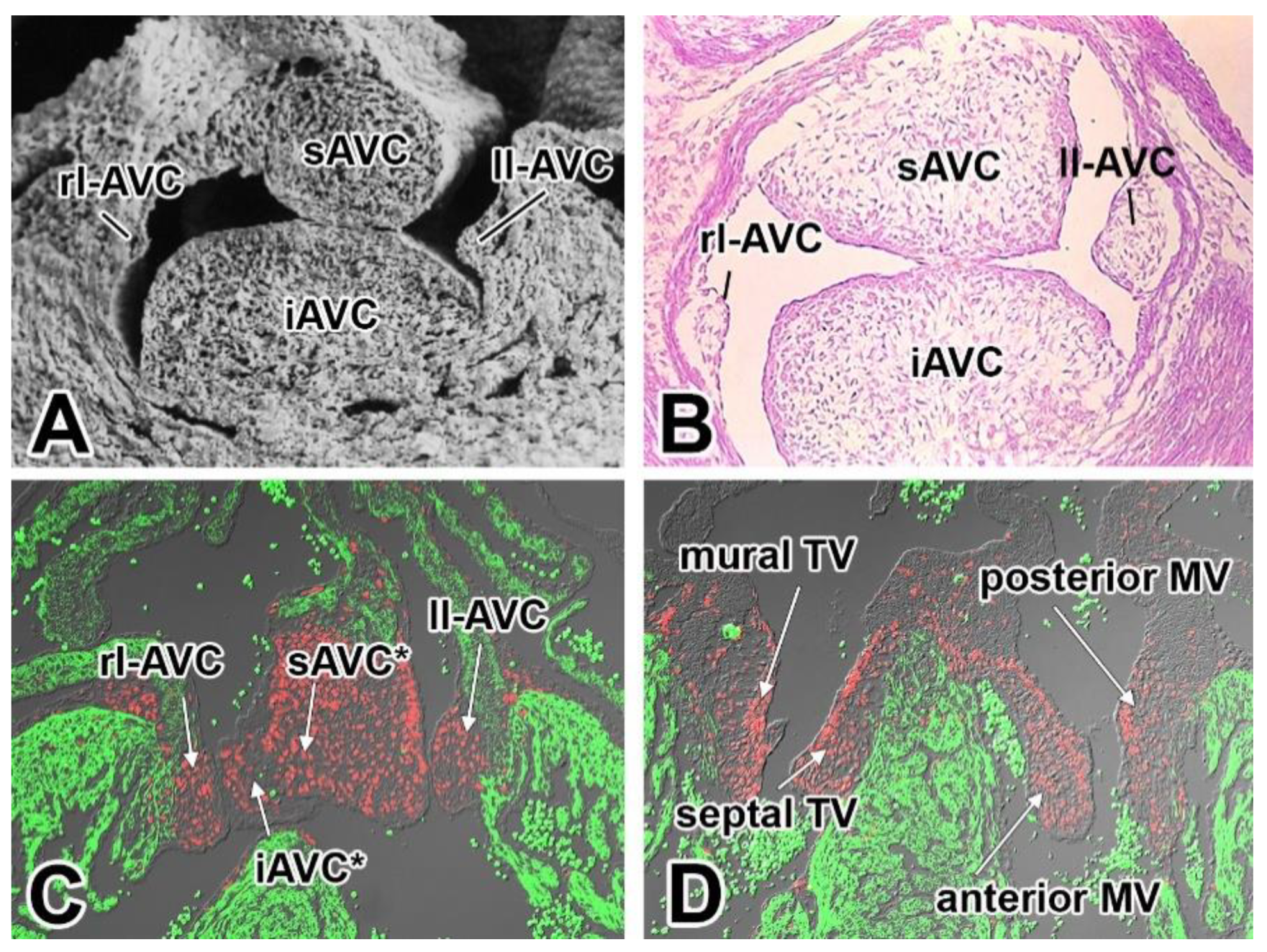 Jcdd 08 00054 g002 Jcdd 08 00054 g002