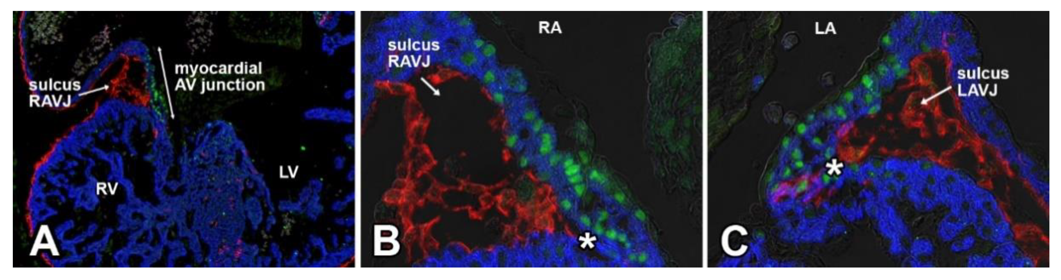 Jcdd 08 00054 g003 Jcdd 08 00054 g003