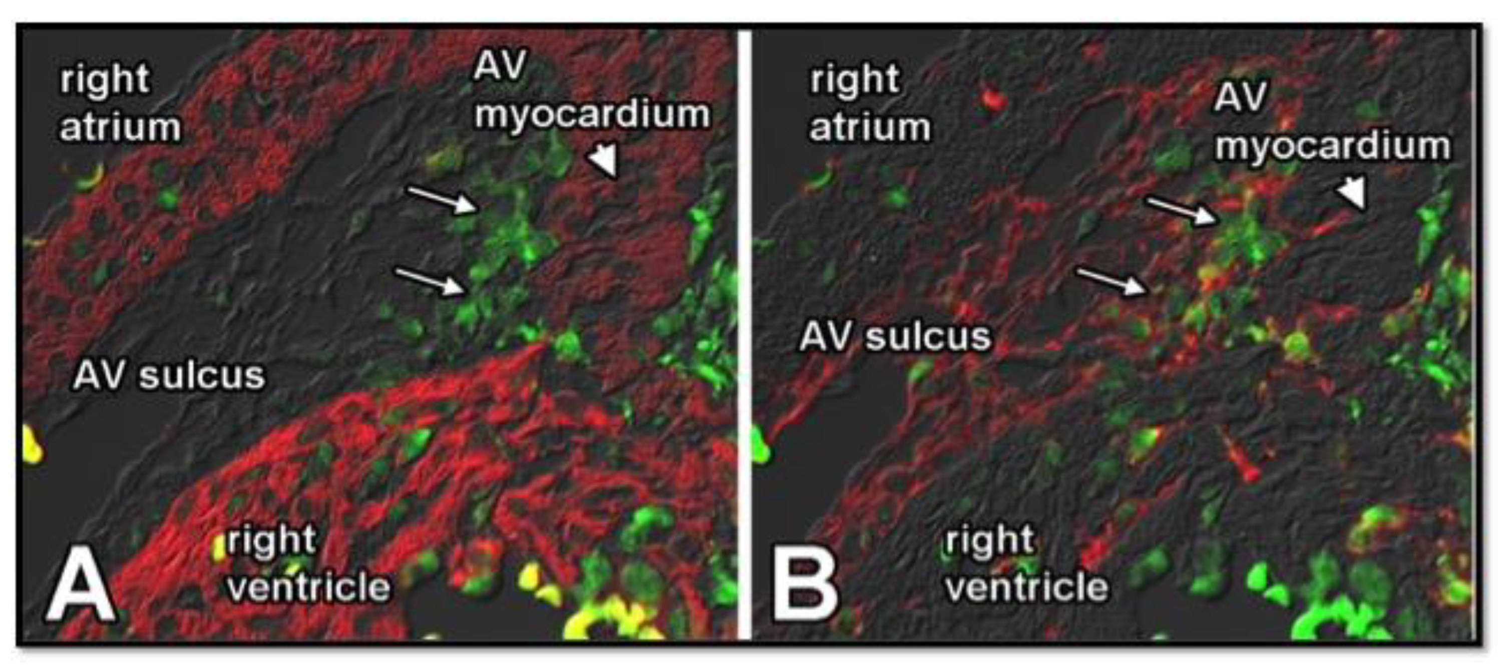 Jcdd 08 00054 g006 Jcdd 08 00054 g006