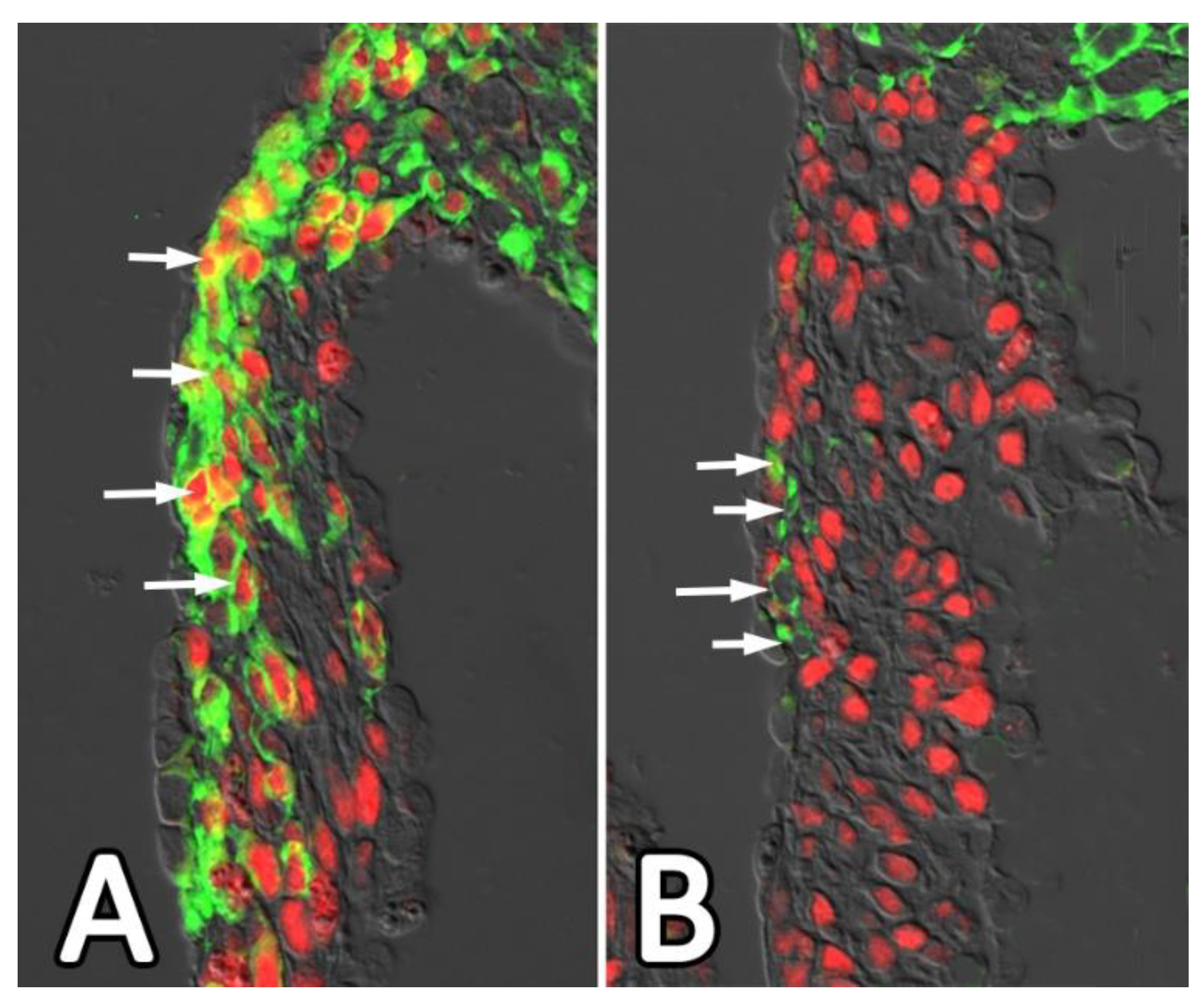Jcdd 08 00054 g010 Jcdd 08 00054 g010