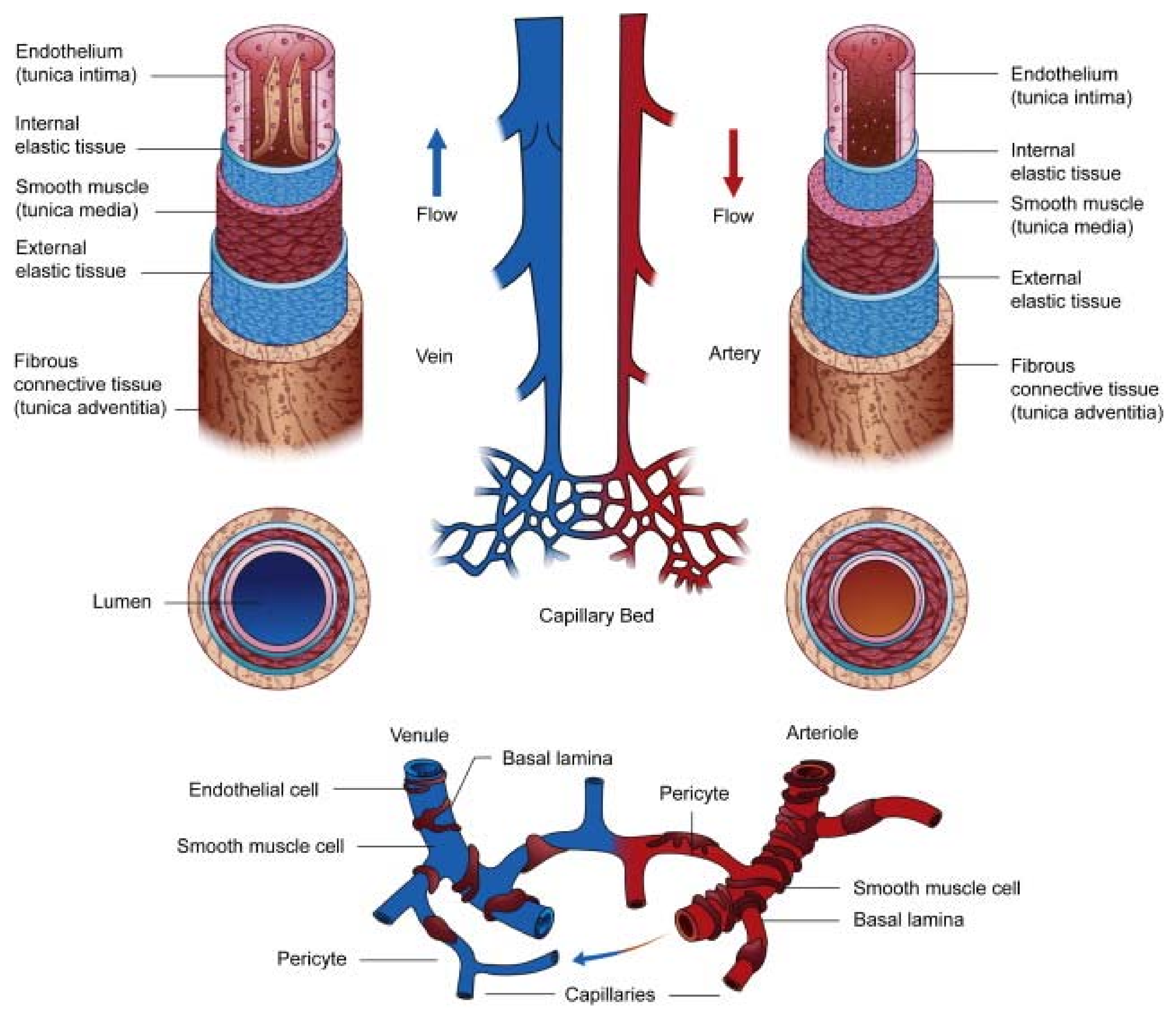 JCDD | Free Full-Text | Extracellular Matrix-Based Biomaterials for  Cardiovascular Tissue Engineering