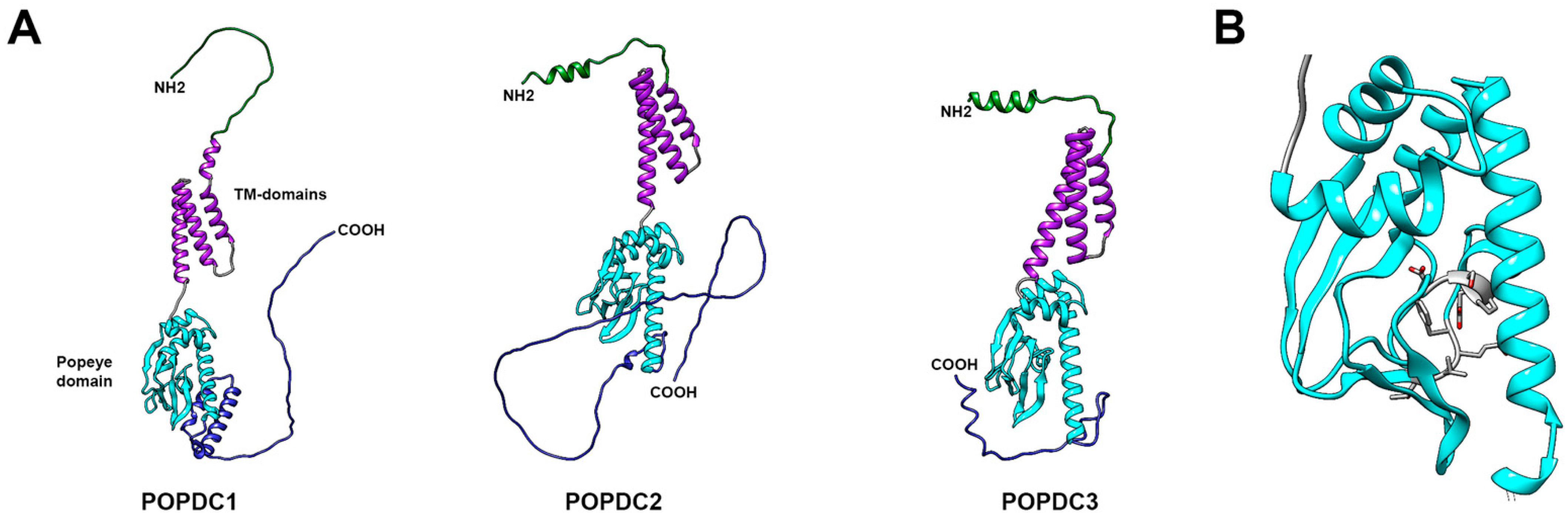 JCDD | Free Full-Text | The Role of POPDC Proteins in Cardiac Pacemaking  and Conduction | HTML