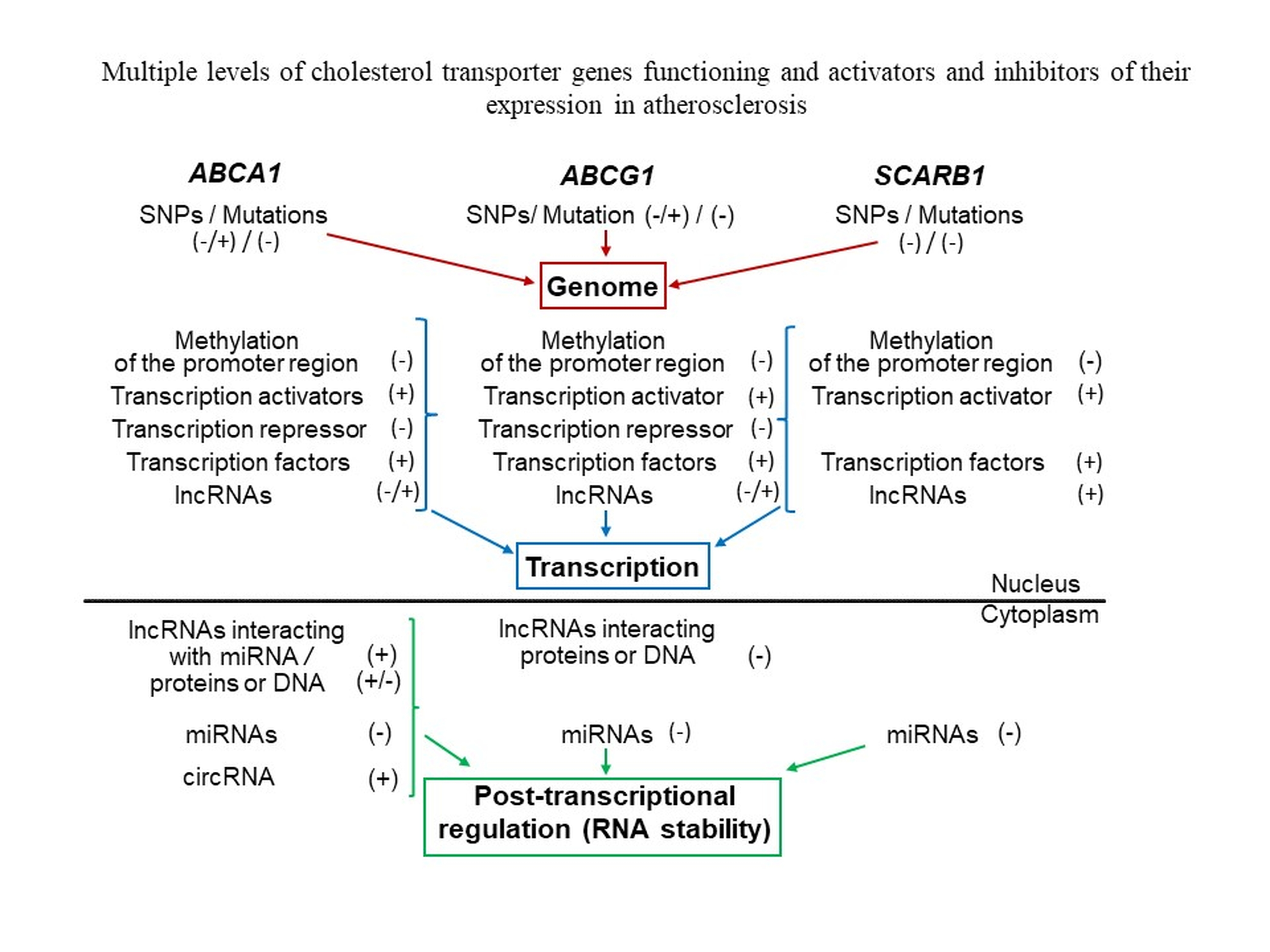 JCDD | Free Full-Text | Genomic Variants and Multilevel Regulation of  ABCA1, ABCG1, and SCARB1 Expression in Atherogenesis