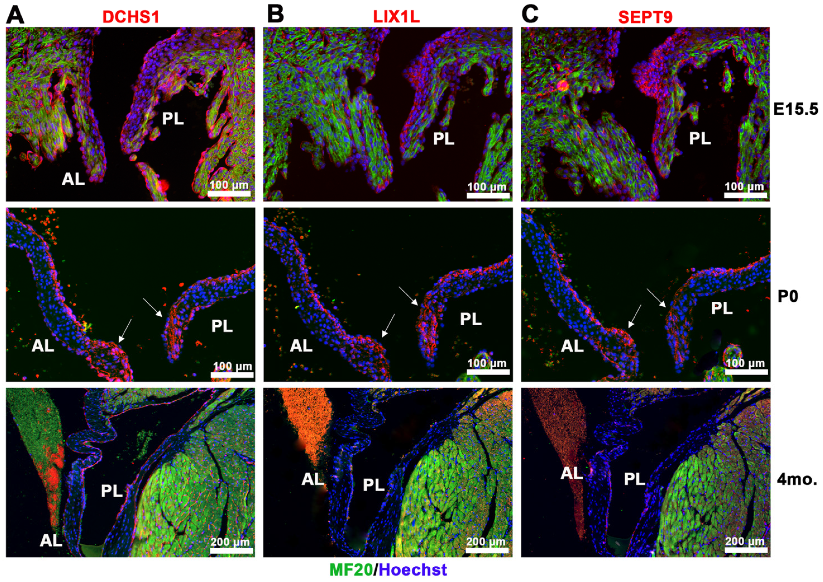 Jcdd 09 00062 g002 Jcdd 09 00062 g002