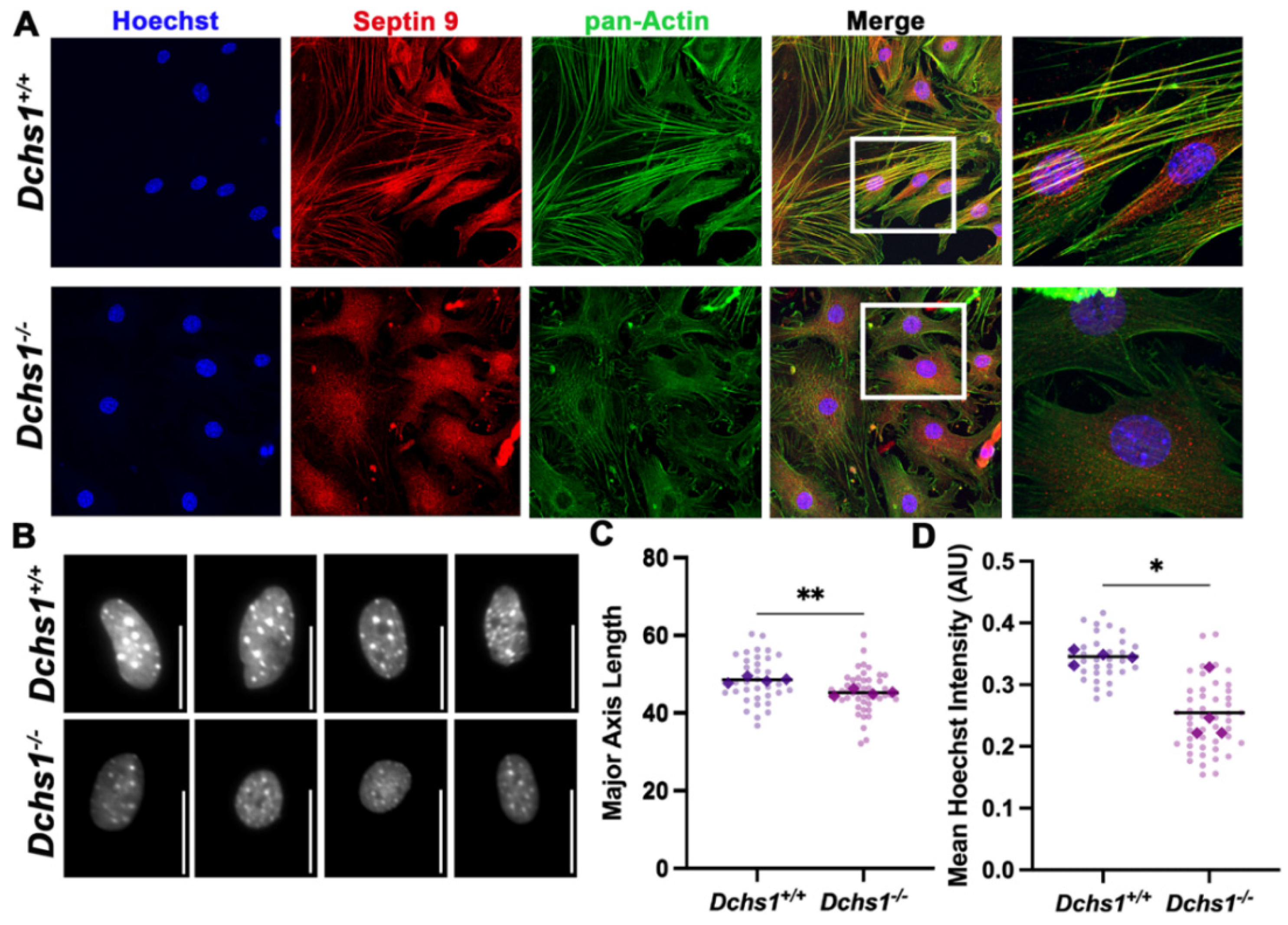 Jcdd 09 00062 g005 Jcdd 09 00062 g005