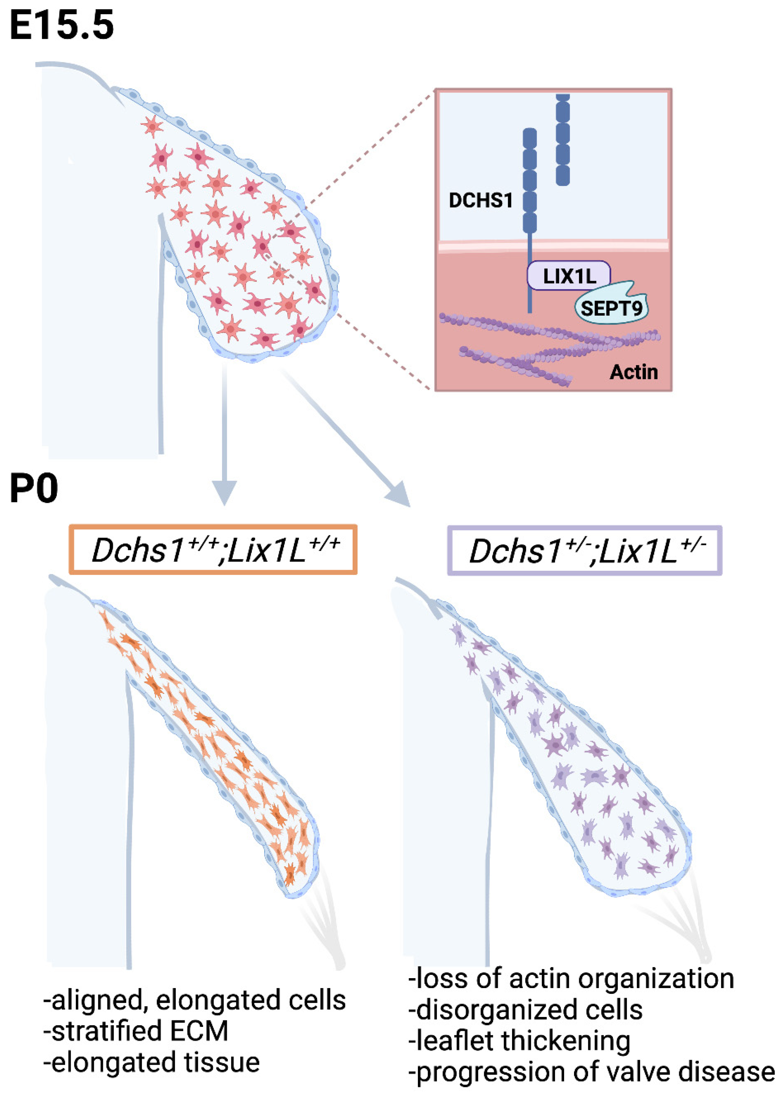 Jcdd 09 00062 g008 Jcdd 09 00062 g008
