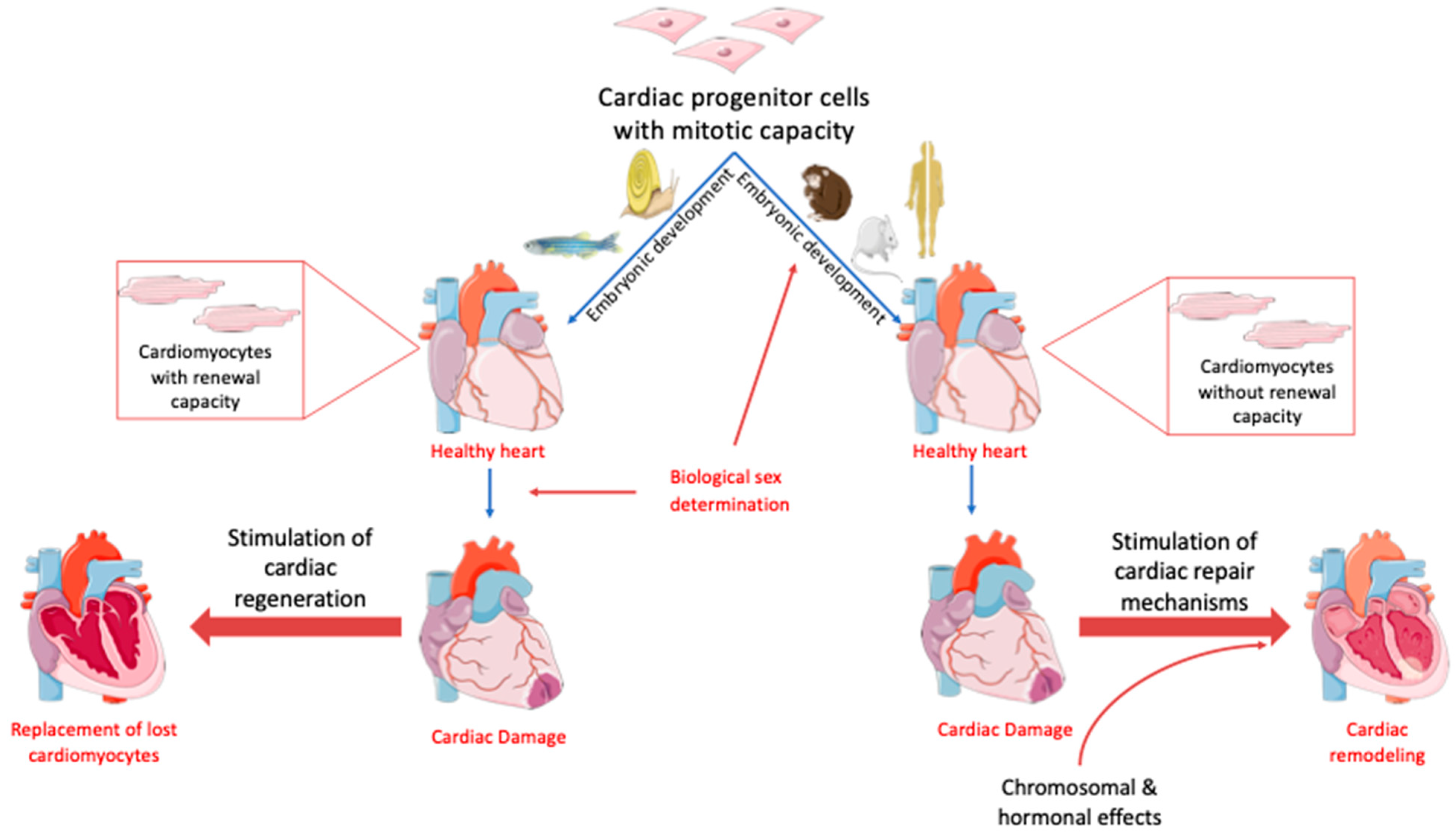 JCDD | Free Full-Text | Sex-Related Effects on Cardiac Development and  Disease