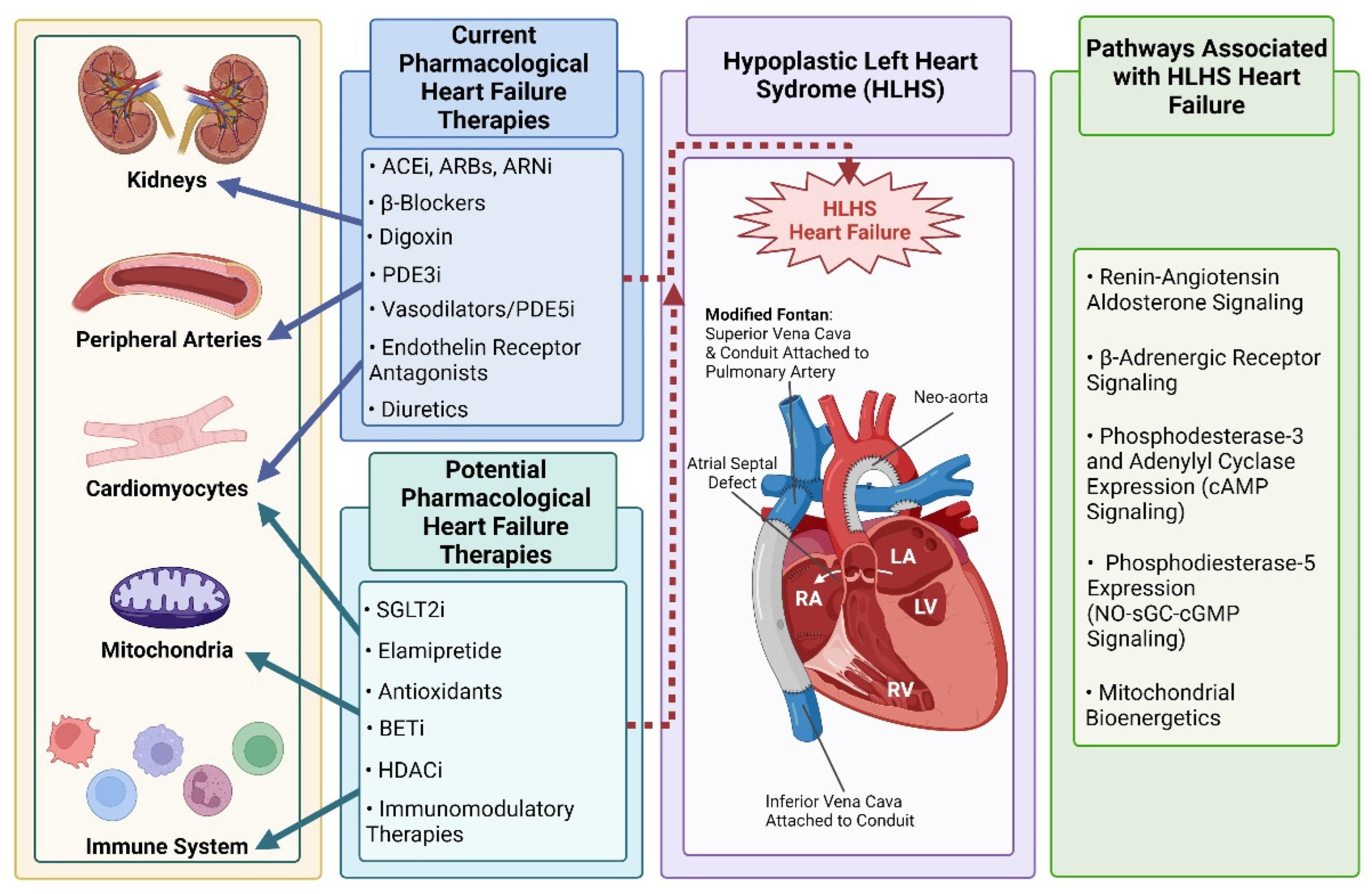 JCDD | Free Full-Text | Medical Therapies for Heart Failure in Hypoplastic  Left Heart Syndrome