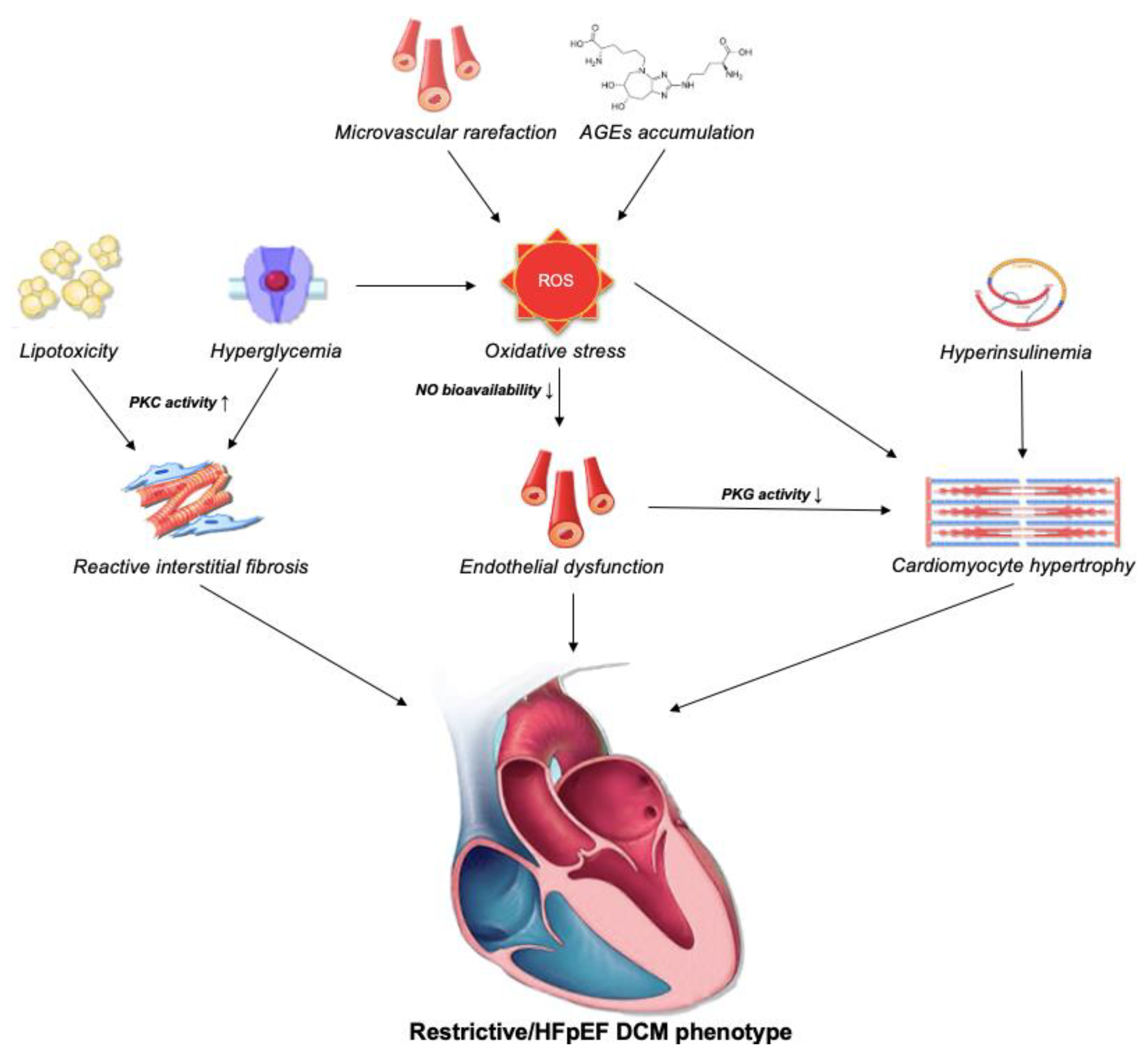 JCDD Free Full Text Role Of Echocardiography In Diabetic Cardiomyopathy From Mechanisms To