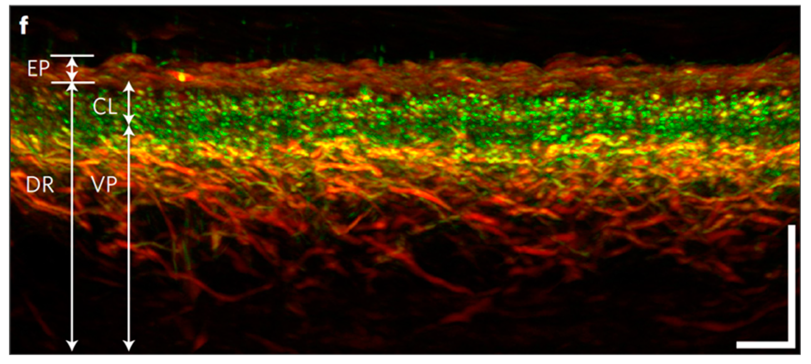 Jcdd 10 00383 g005 Jcdd 10 00383 g005