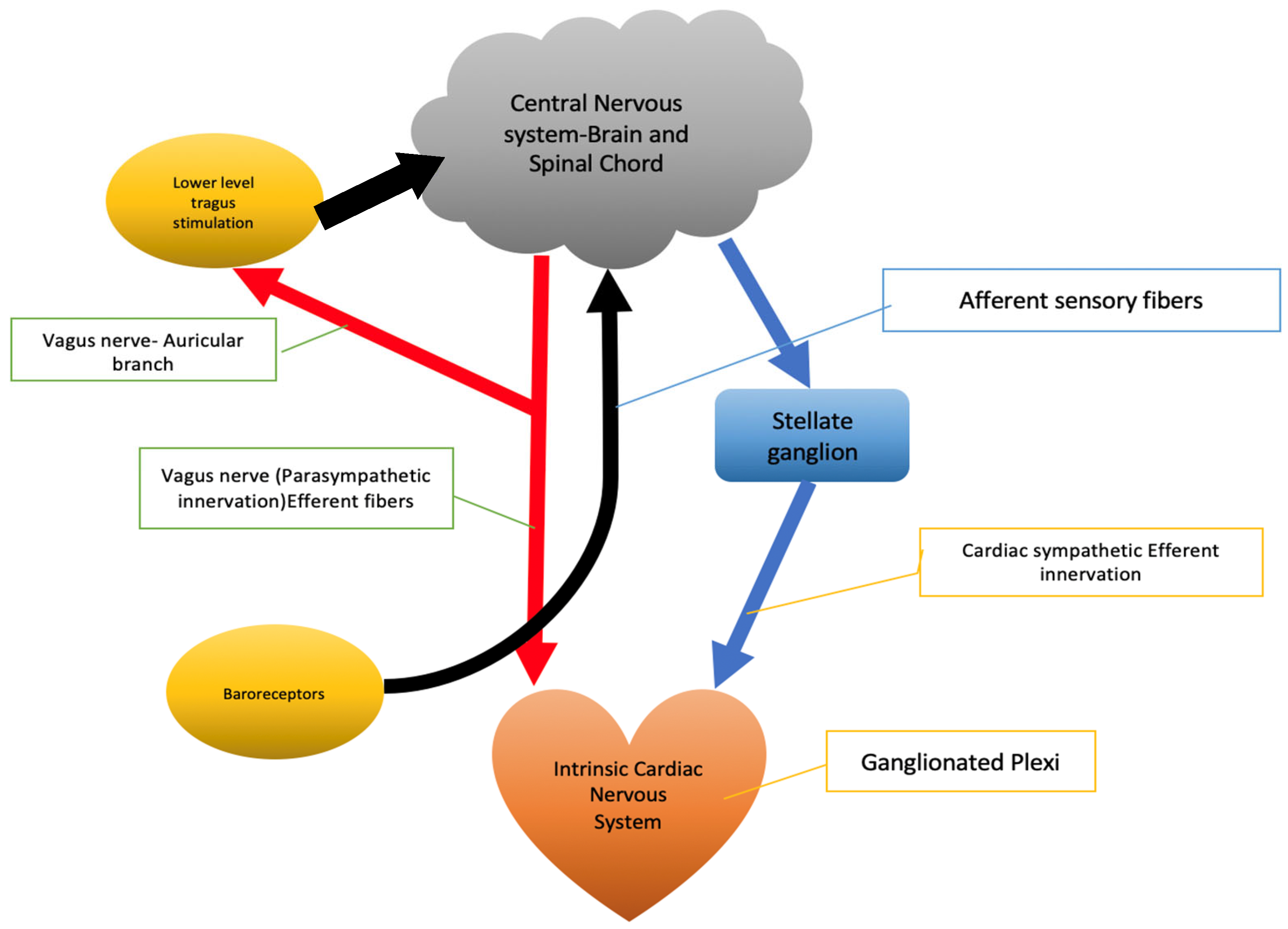 Seizure Detection and SUDEP Prevention - Practical Neurology