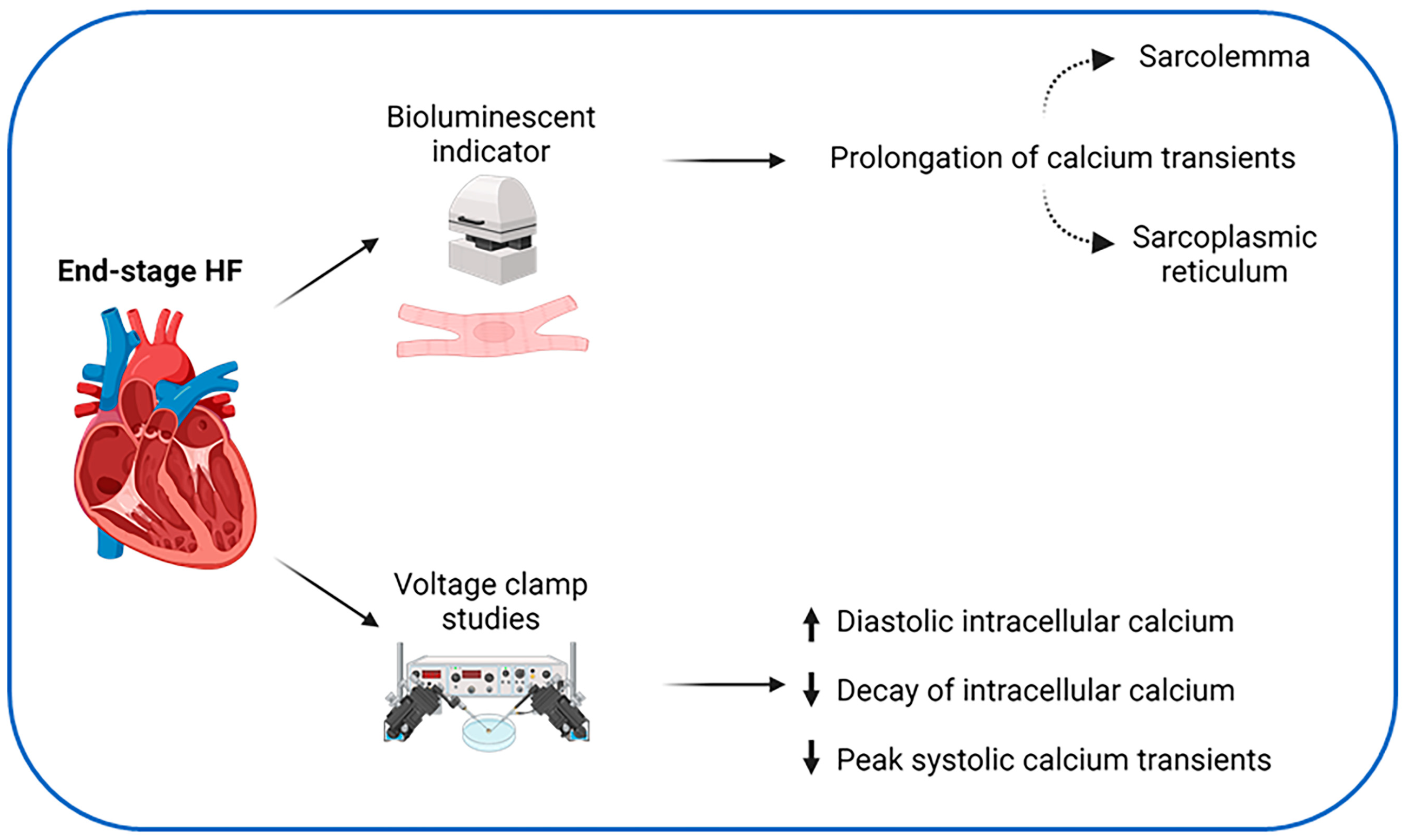 Jcdd 11 00012 g002 Jcdd 11 00012 g002