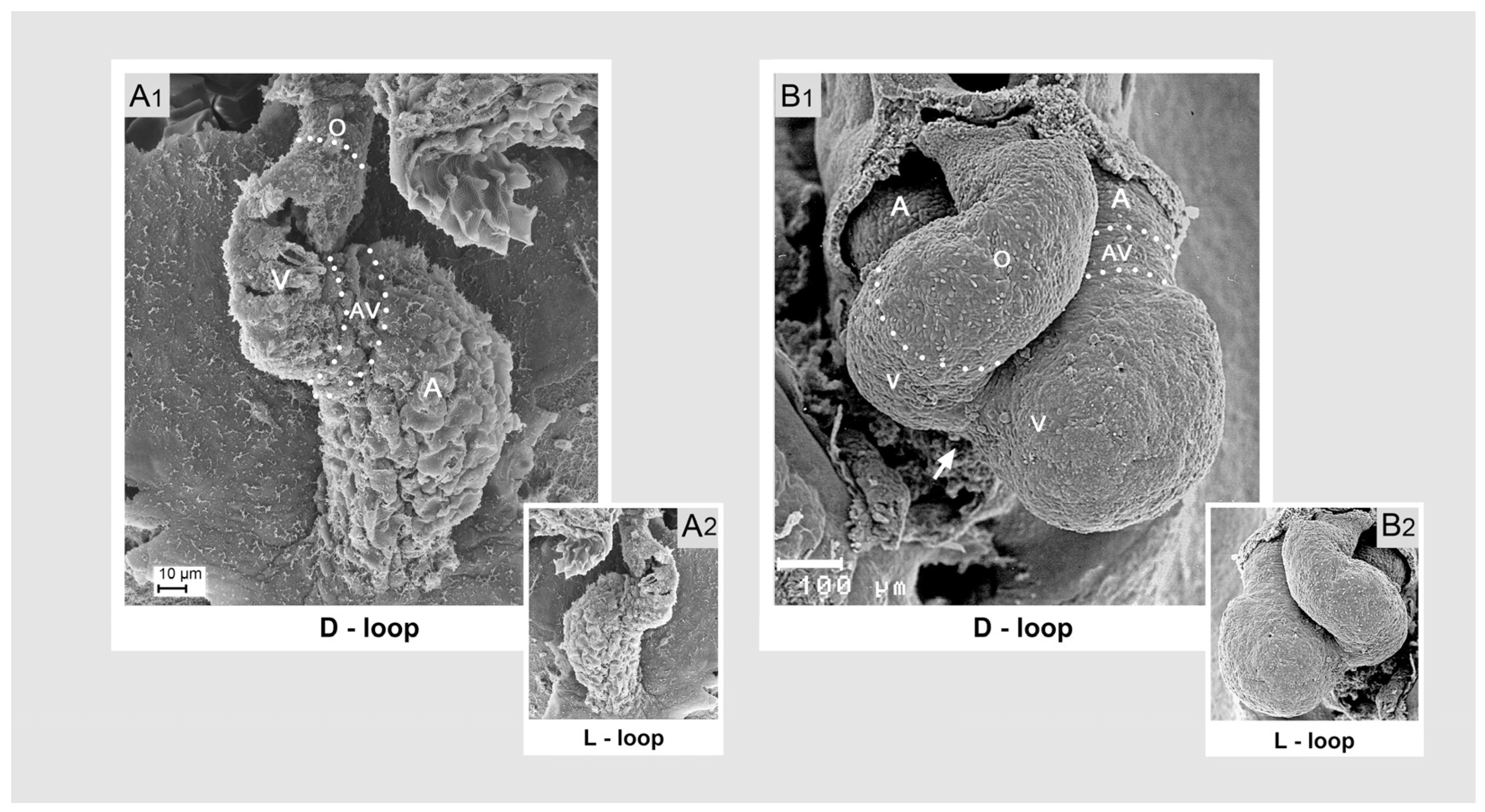 Jcdd 11 00252 g001 Jcdd 11 00252 g001