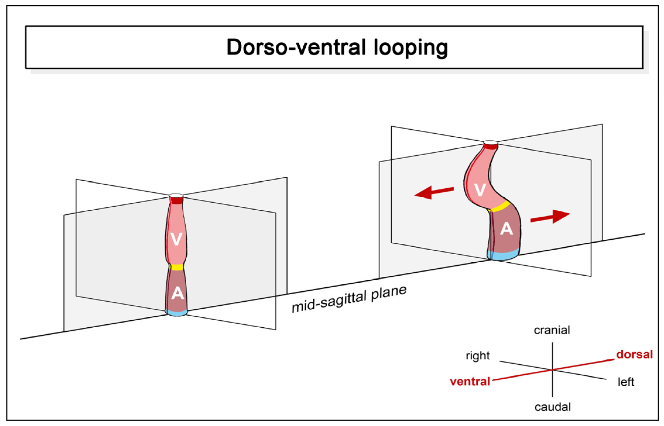 Jcdd 11 00252 g002 Jcdd 11 00252 g002