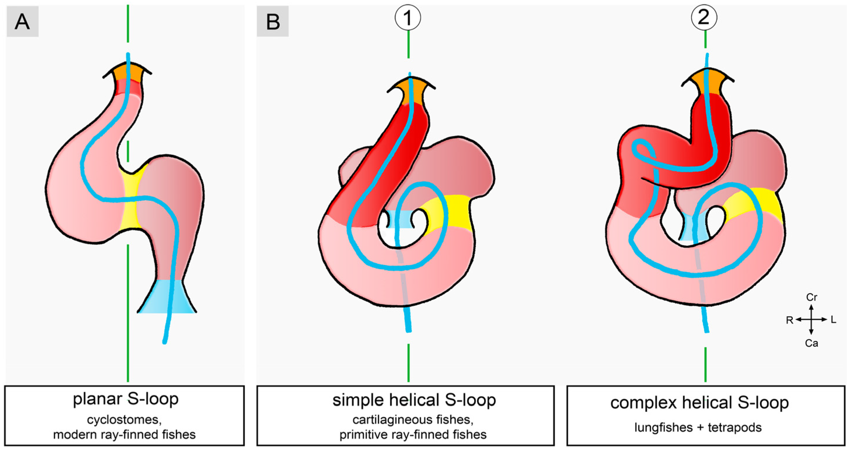 Jcdd 11 00252 g005 Jcdd 11 00252 g005