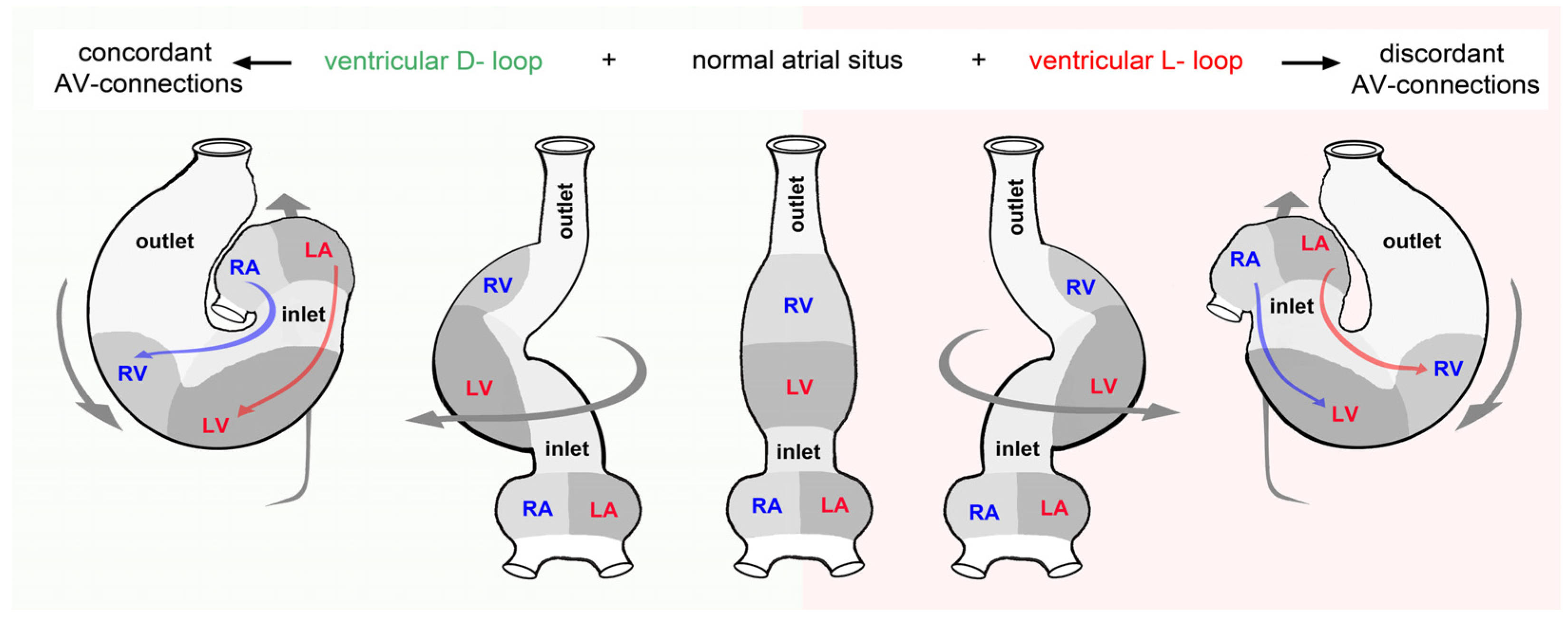 Jcdd 11 00252 g012 Jcdd 11 00252 g012
