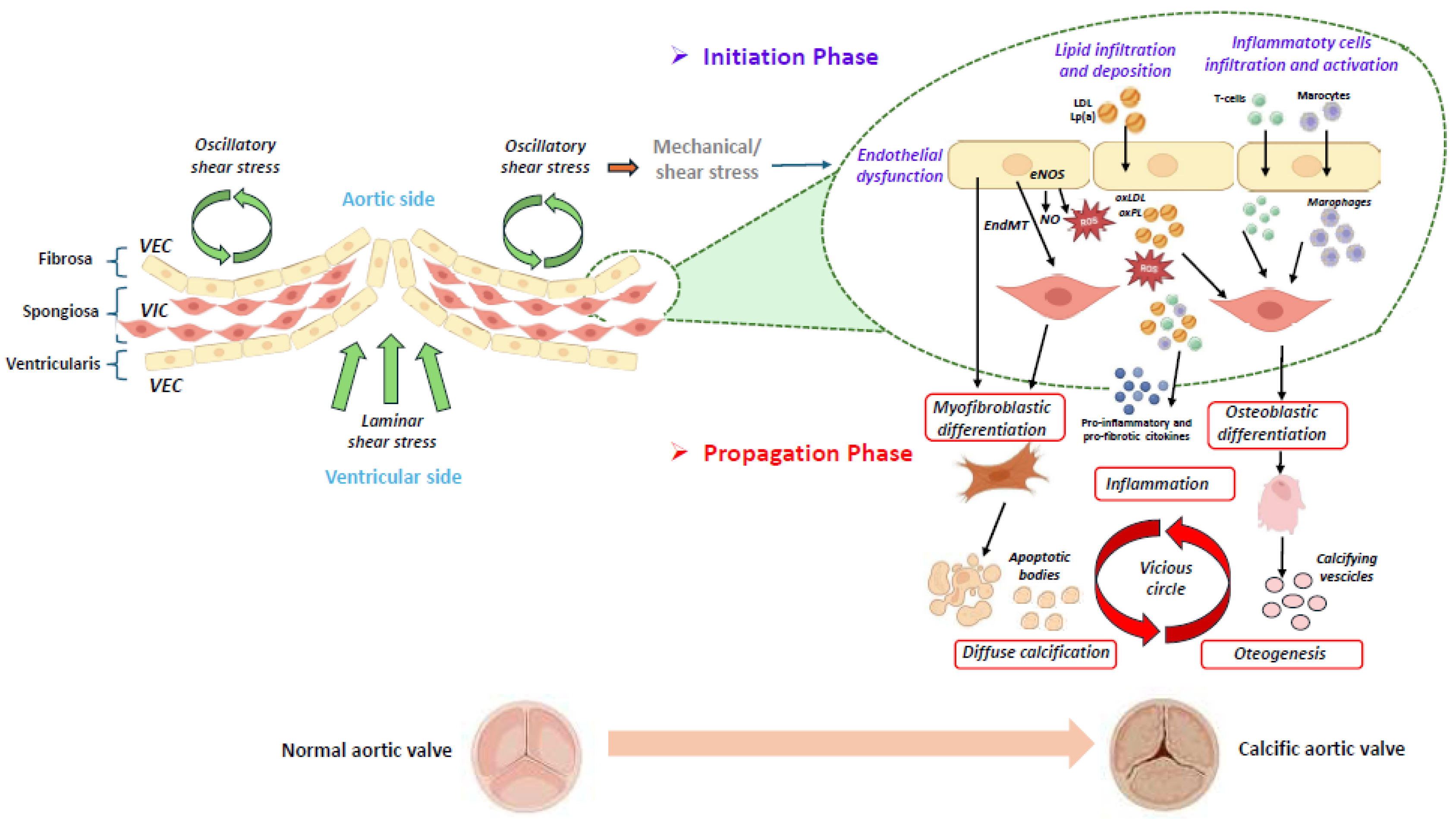 Jcdd 12 00135 g001 Jcdd 12 00135 g001