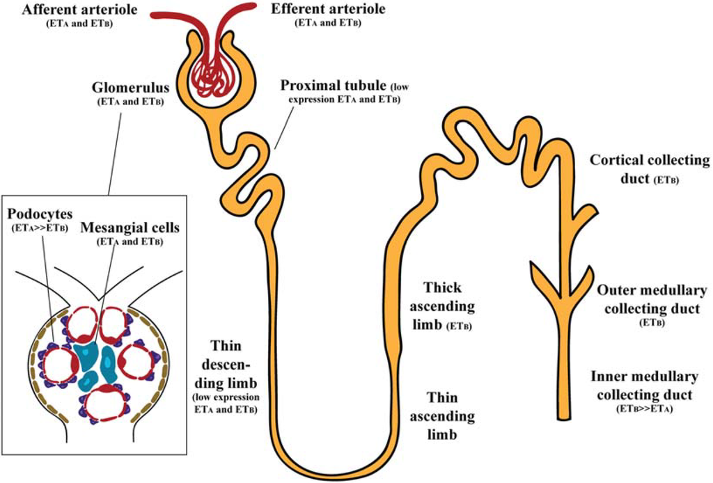 JCM | Free Full-Text | Endothelin Blockade in Diabetic Kidney Disease