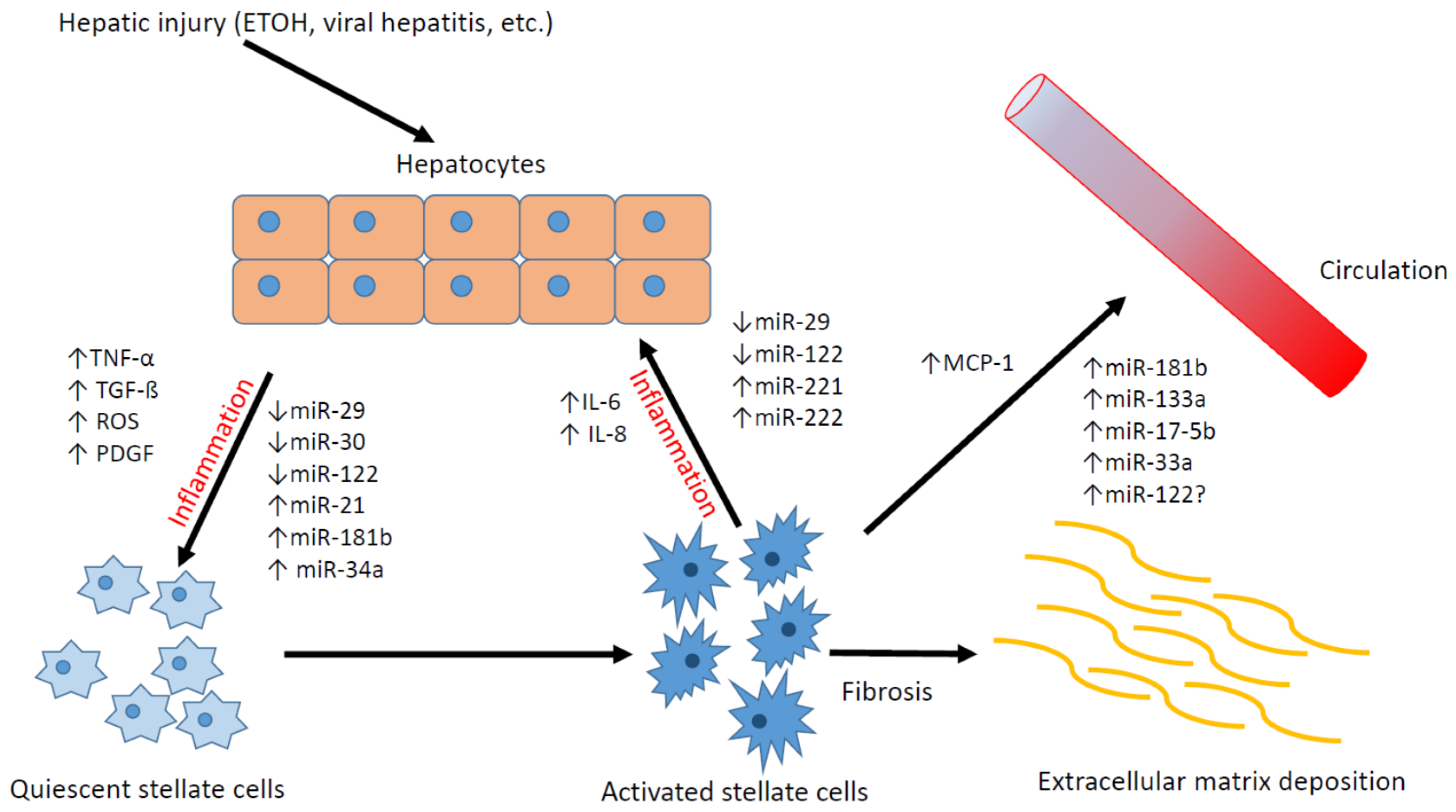JCM | Free Full-Text | Hepatic Stellate Cells and microRNAs in 
