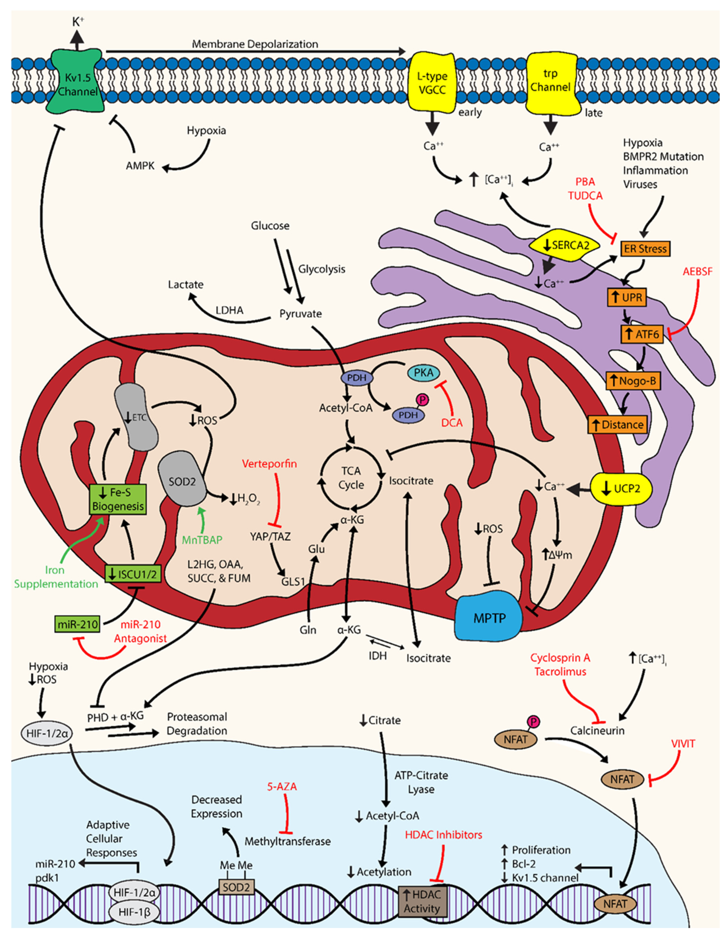 JCM | Free Full-Text | Emerging Metabolic Therapies in Pulmonary Arterial  Hypertension