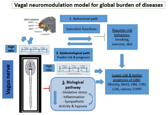 JCM | Free Full-Text | The Vagus Nerve Can Predict and Possibly Modulate  Non-Communicable Chronic Diseases: Introducing a Neuroimmunological  Paradigm to Public Health | HTML