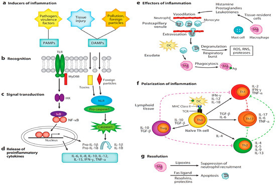 JCM | Free Full-Text | Do Androgens Modulate the Pathophysiological  Pathways of Inflammation? Appraising the Contemporary Evidence | HTML
