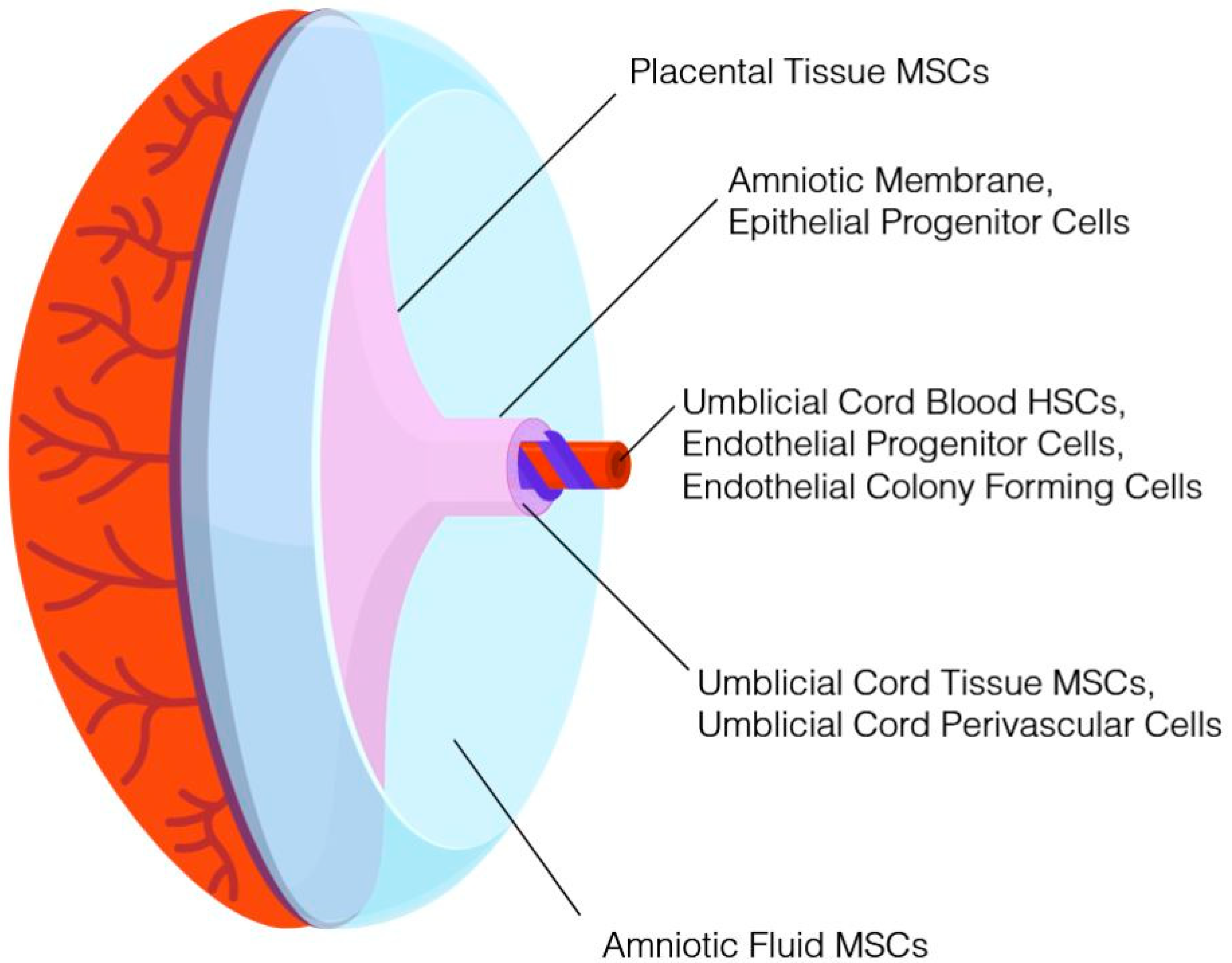 JCM | Free Full-Text | The Future State of Newborn Stem Cell Banking