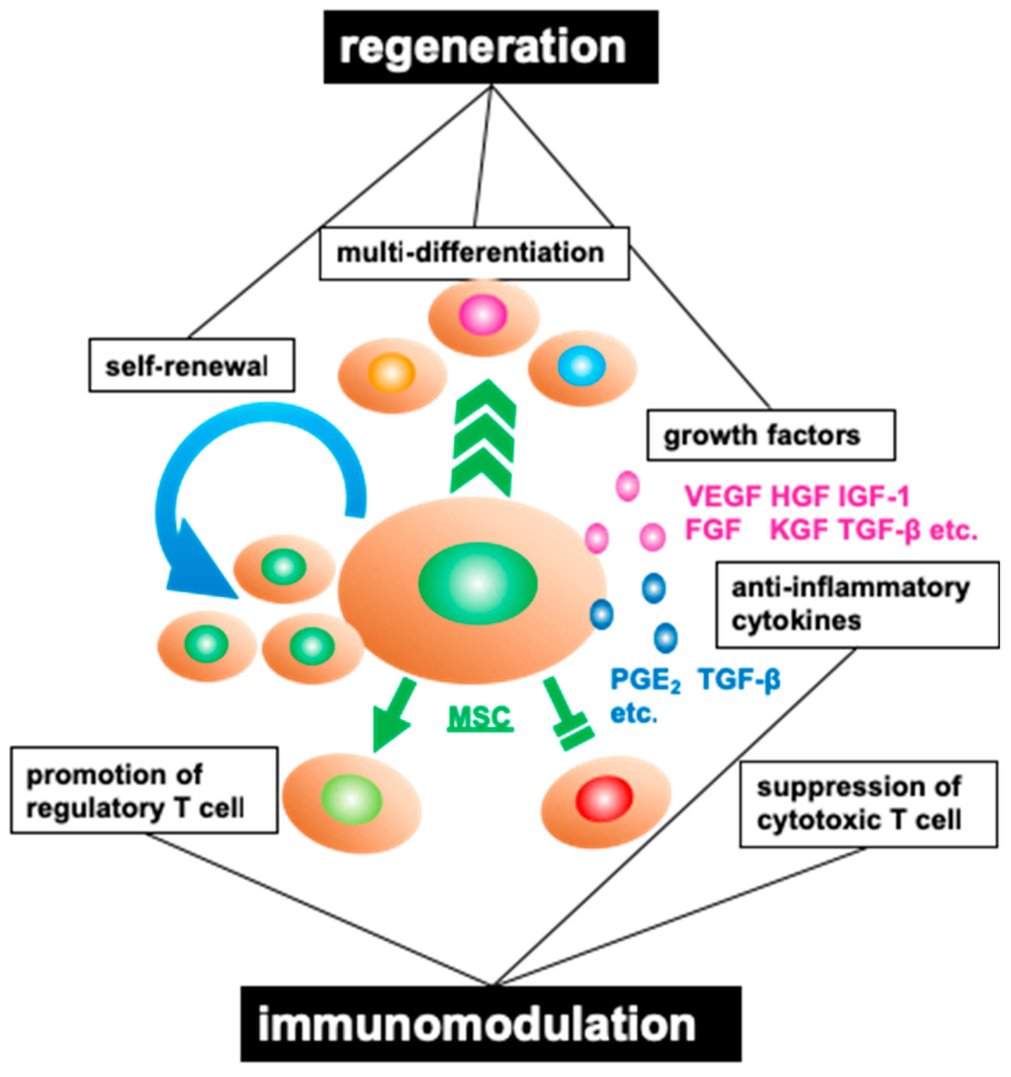 JCM | Free Full-Text | Regenerative and Transplantation Medicine: Cellular  Therapy Using Adipose Tissue-Derived Mesenchymal Stromal Cells for Type 1 Diabetes  Mellitus