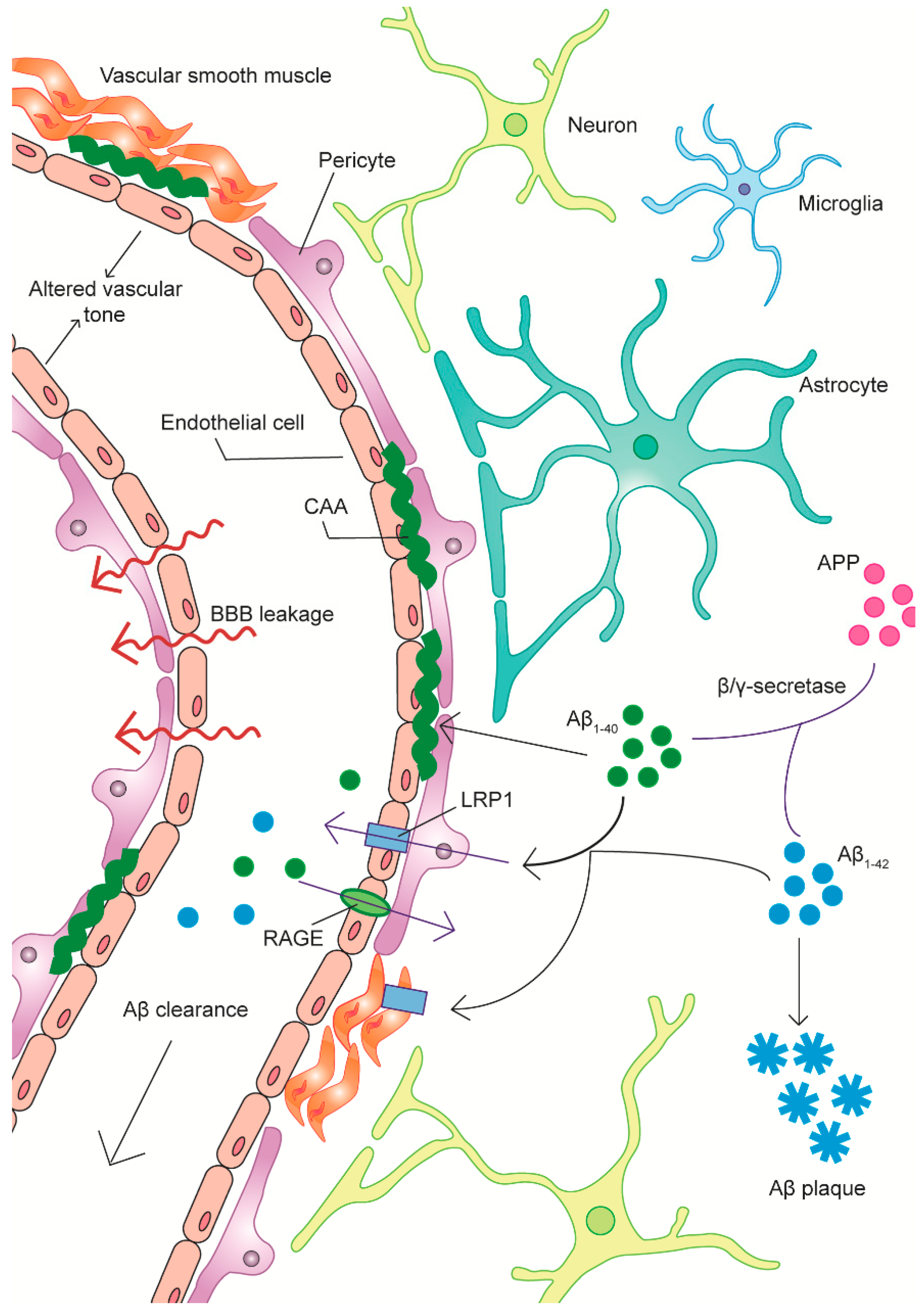 JCM | Free Full-Text | Vascular Dysfunction in Alzheimer's Disease: A  Prelude to the Pathological Process or a Consequence of It? | HTML