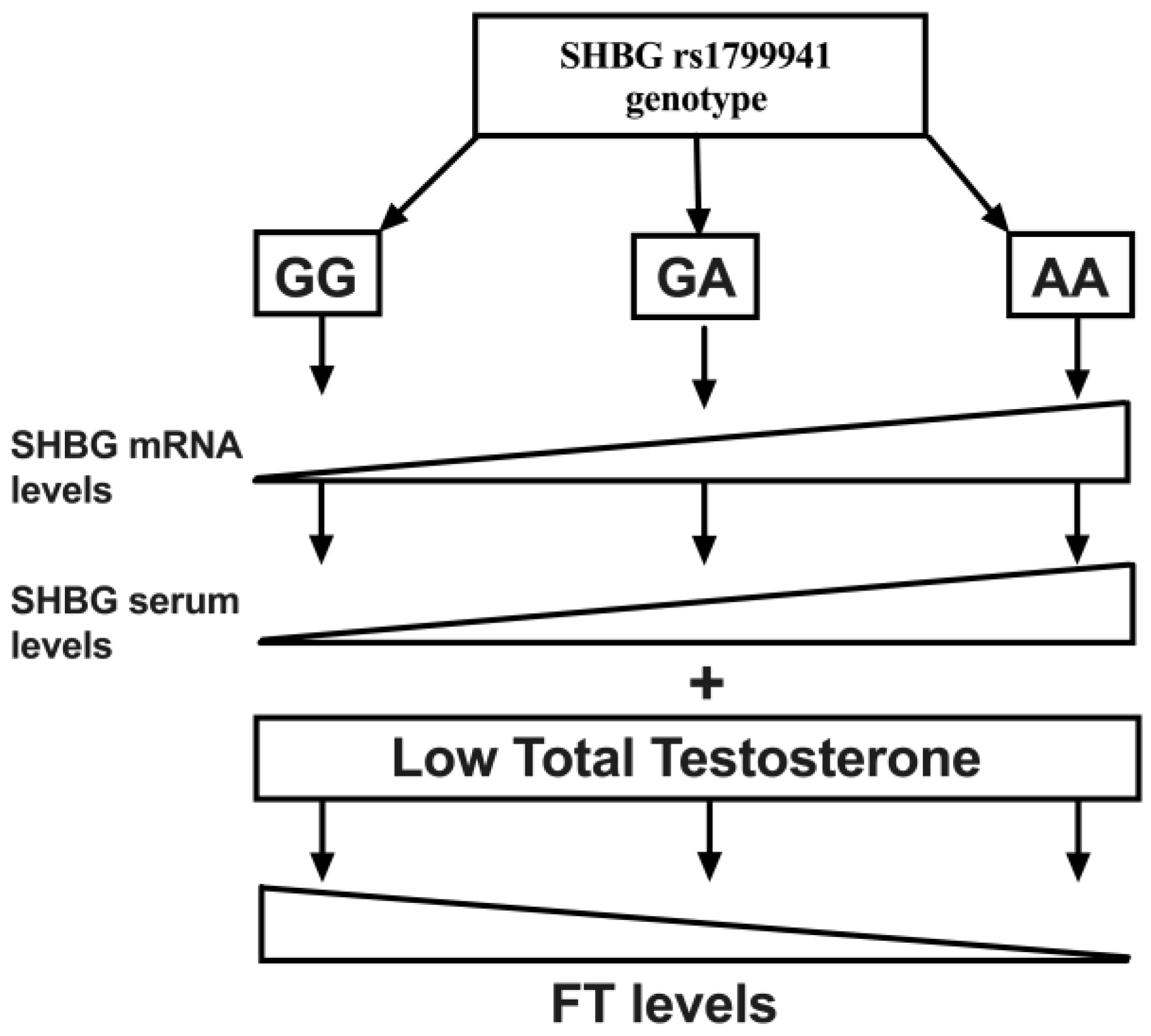 JCM | Free Full-Text | Effects of SHBG rs1799941 Polymorphism on Free  Testosterone Levels and Hypogonadism Risk in Young Non-Diabetic Obese Males  | HTML