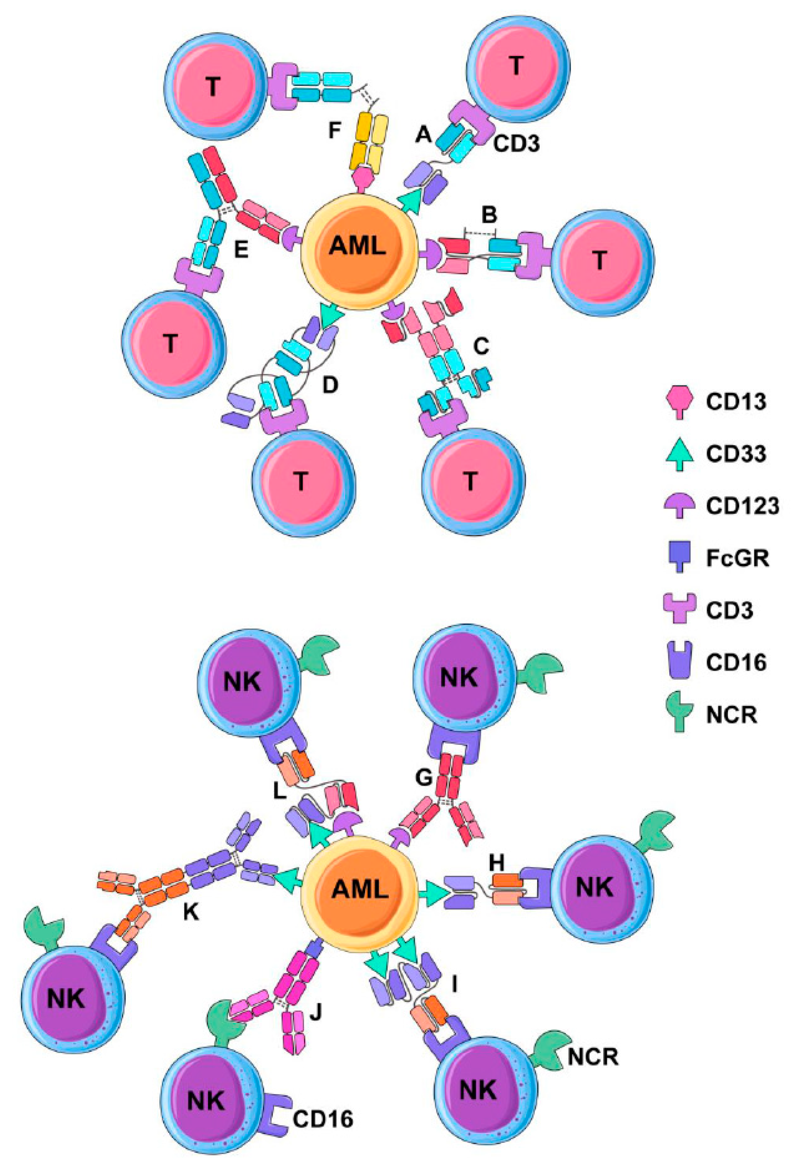 JCM | Free Full-Text | Antibody Therapies for Acute Myeloid Leukemia:  Unconjugated, Toxin-Conjugated, Radio-Conjugated and Multivalent Formats |  HTML