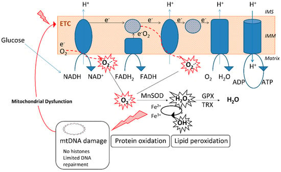 Metformin orden