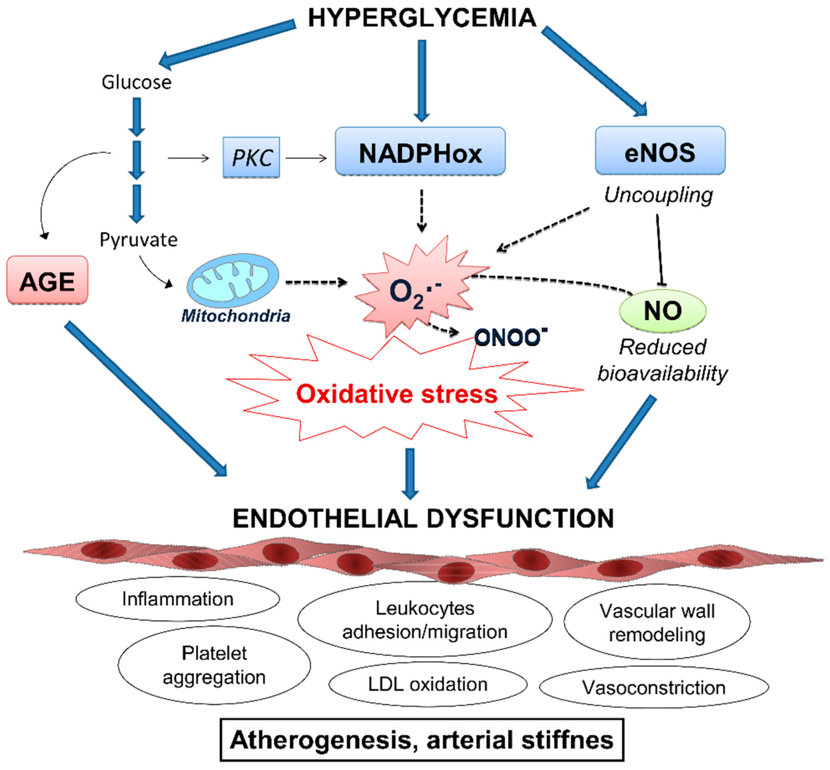 oxidative stress and diabetes
