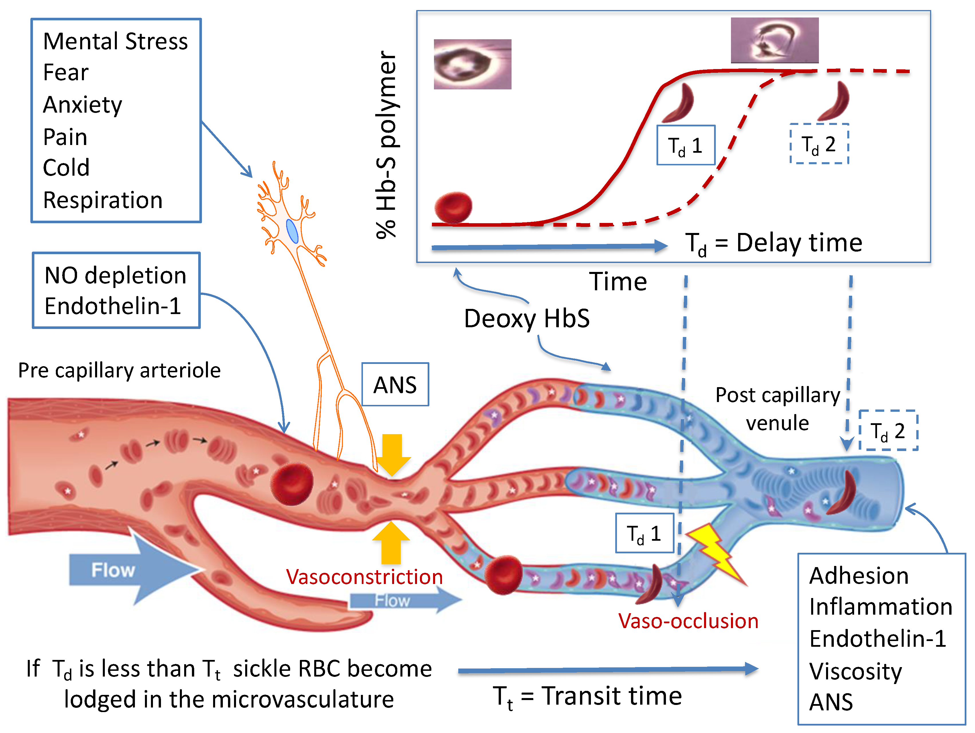 JCM | Free Full-Text | Vaso-Occlusion in Sickle Cell Disease: Is Autonomic  Dysregulation of the Microvasculature the Trigger?