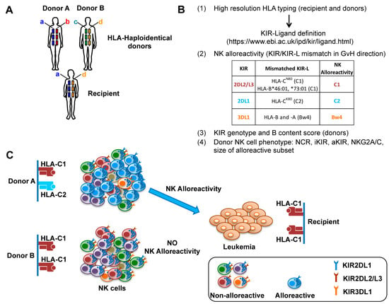 JCM | Free Full-Text | NK Cell-Based Immunotherapy for