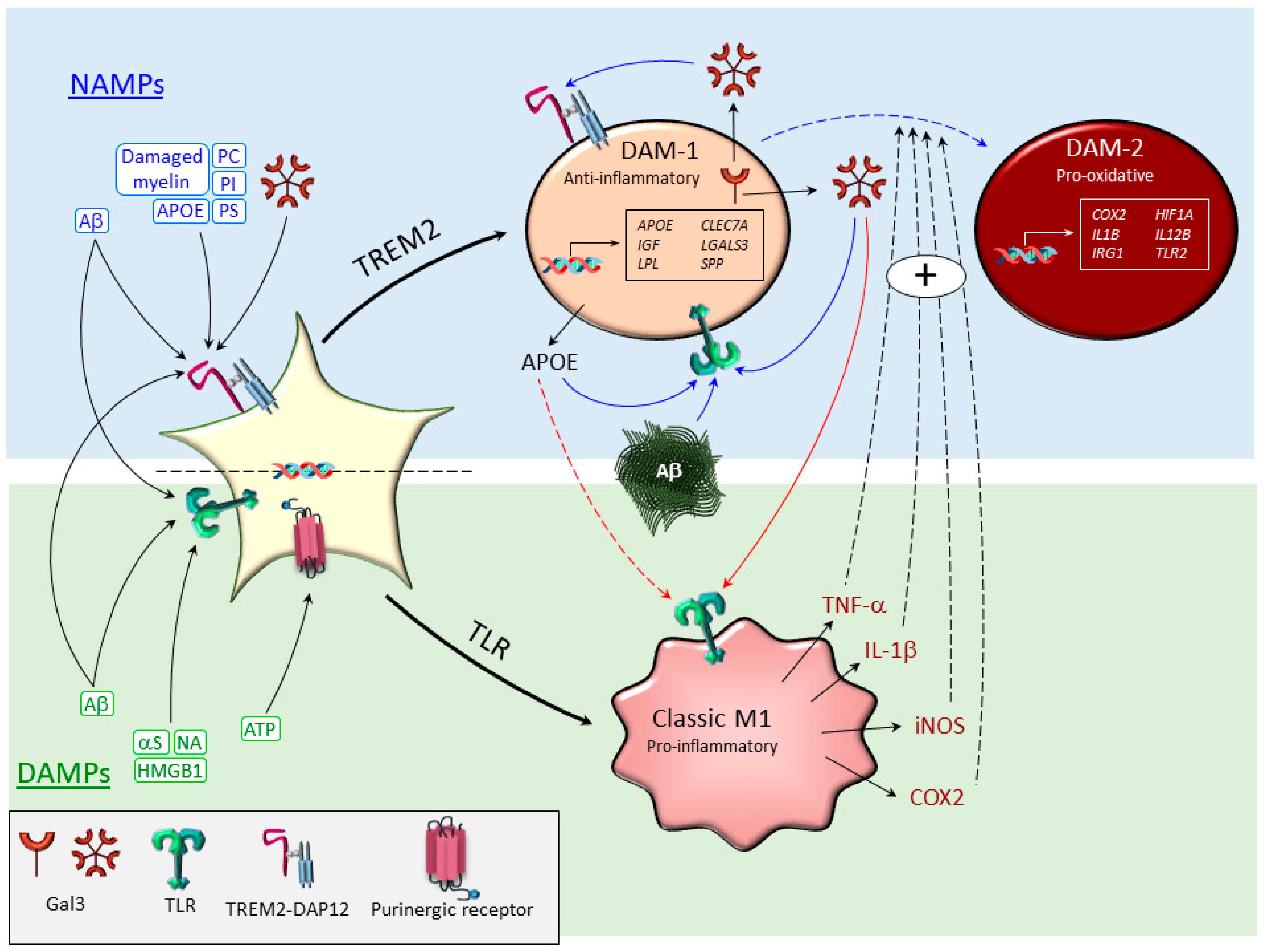 JCM | Free Full-Text | Reformulating Pro-Oxidant Microglia in  Neurodegeneration