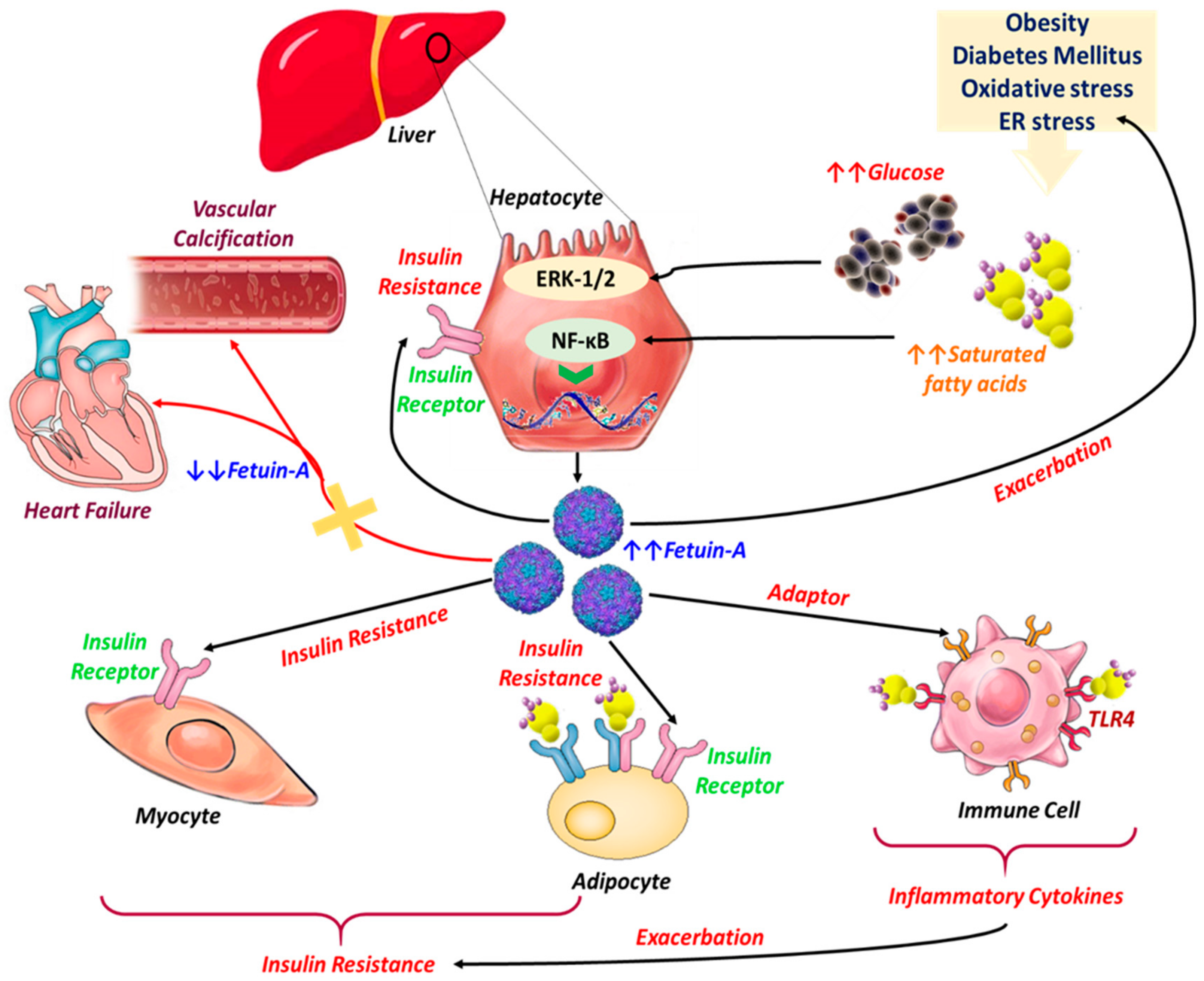 JCM | Free Full-Text | Pathophysiological Implication of Fetuin-A ...