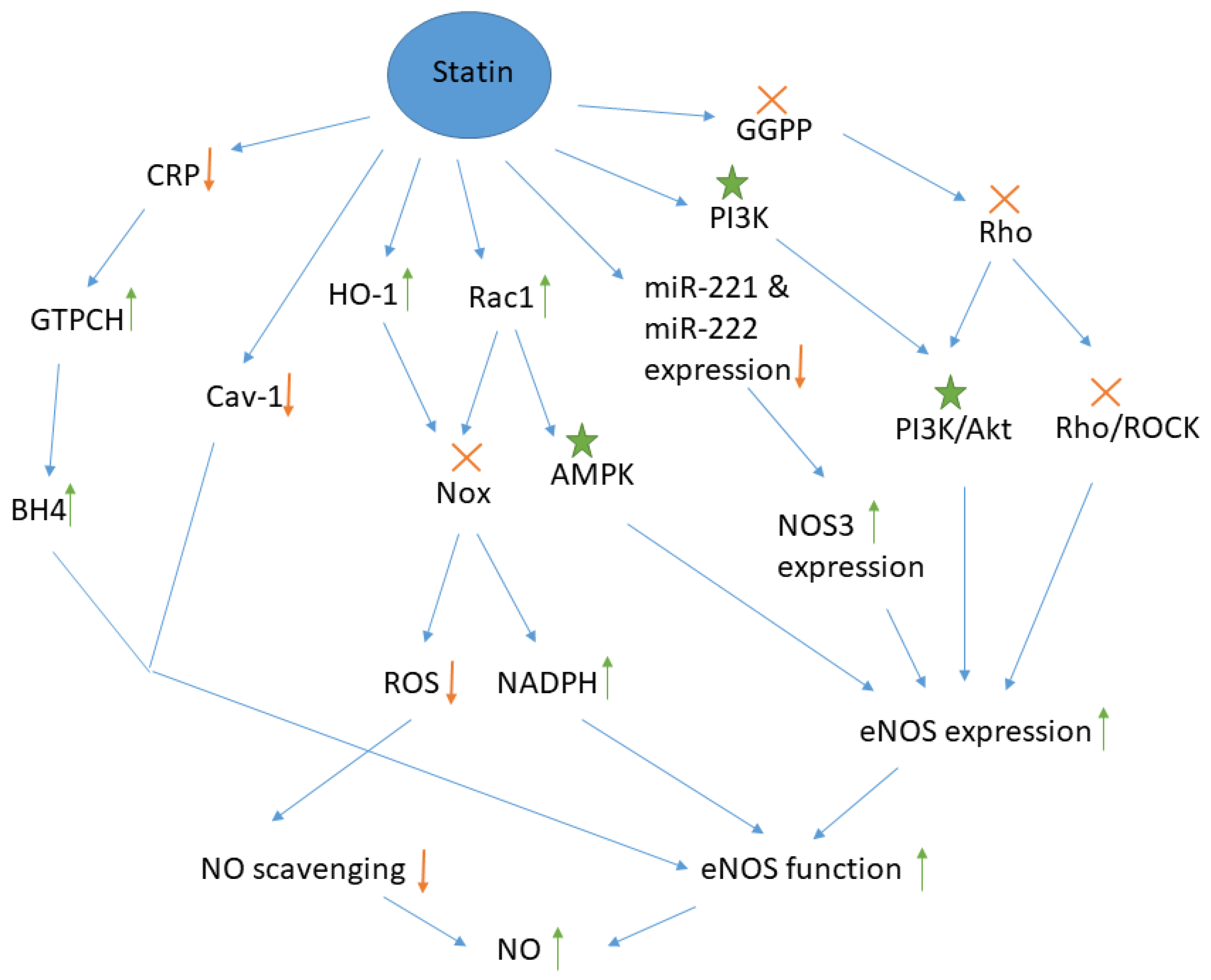 JCM | Free Full-Text | Statin-Induced Nitric Oxide Signaling: Mechanisms  and Therapeutic Implications