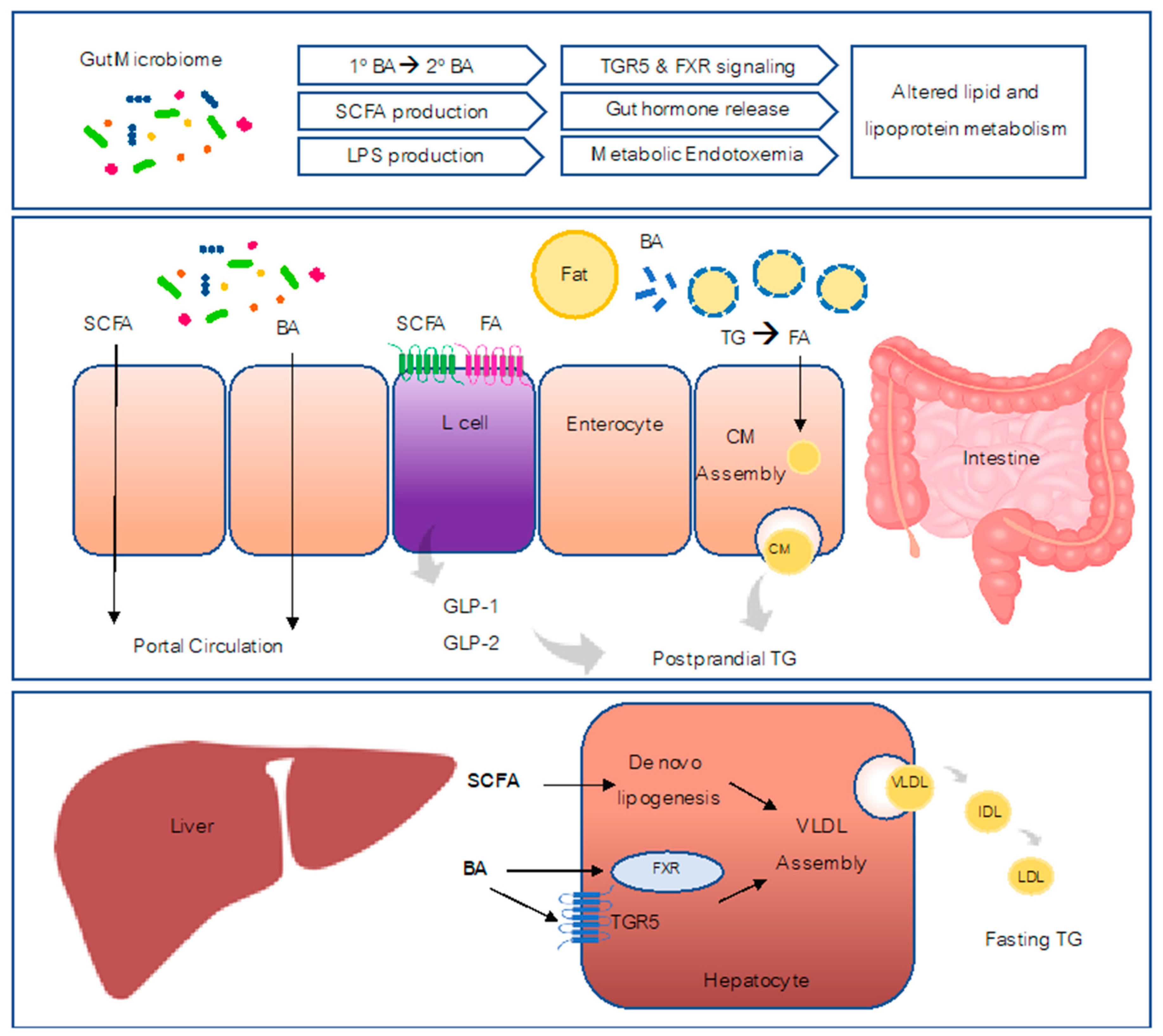 Frontiers  Effects of Oral Glucose-Lowering Agents on Gut Microbiota and  Microbial Metabolites