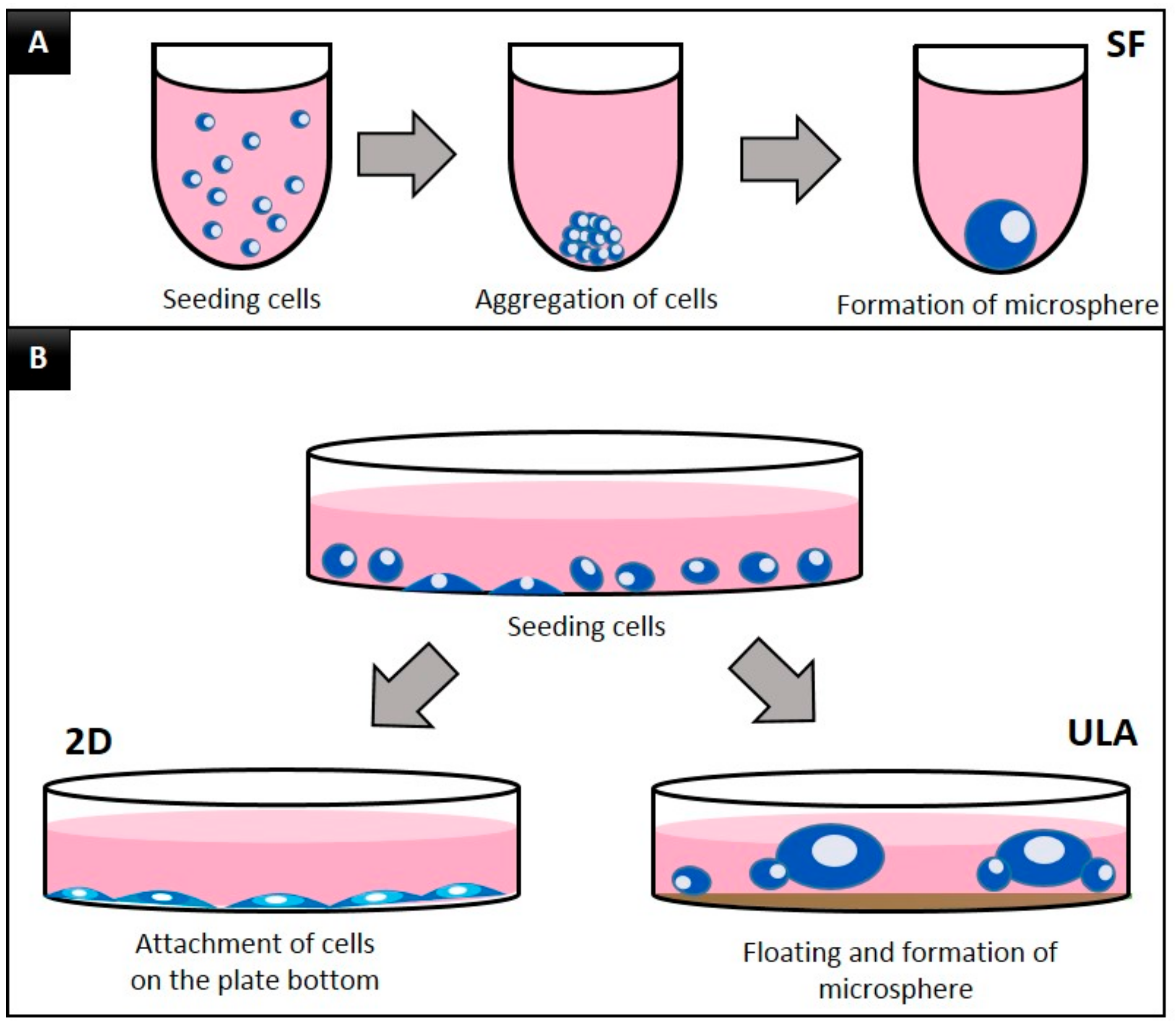 JCM | Free Full-Text | In Vitro Characterization of Dental Pulp Stem Cells  Cultured in Two Microsphere-Forming Culture Plates