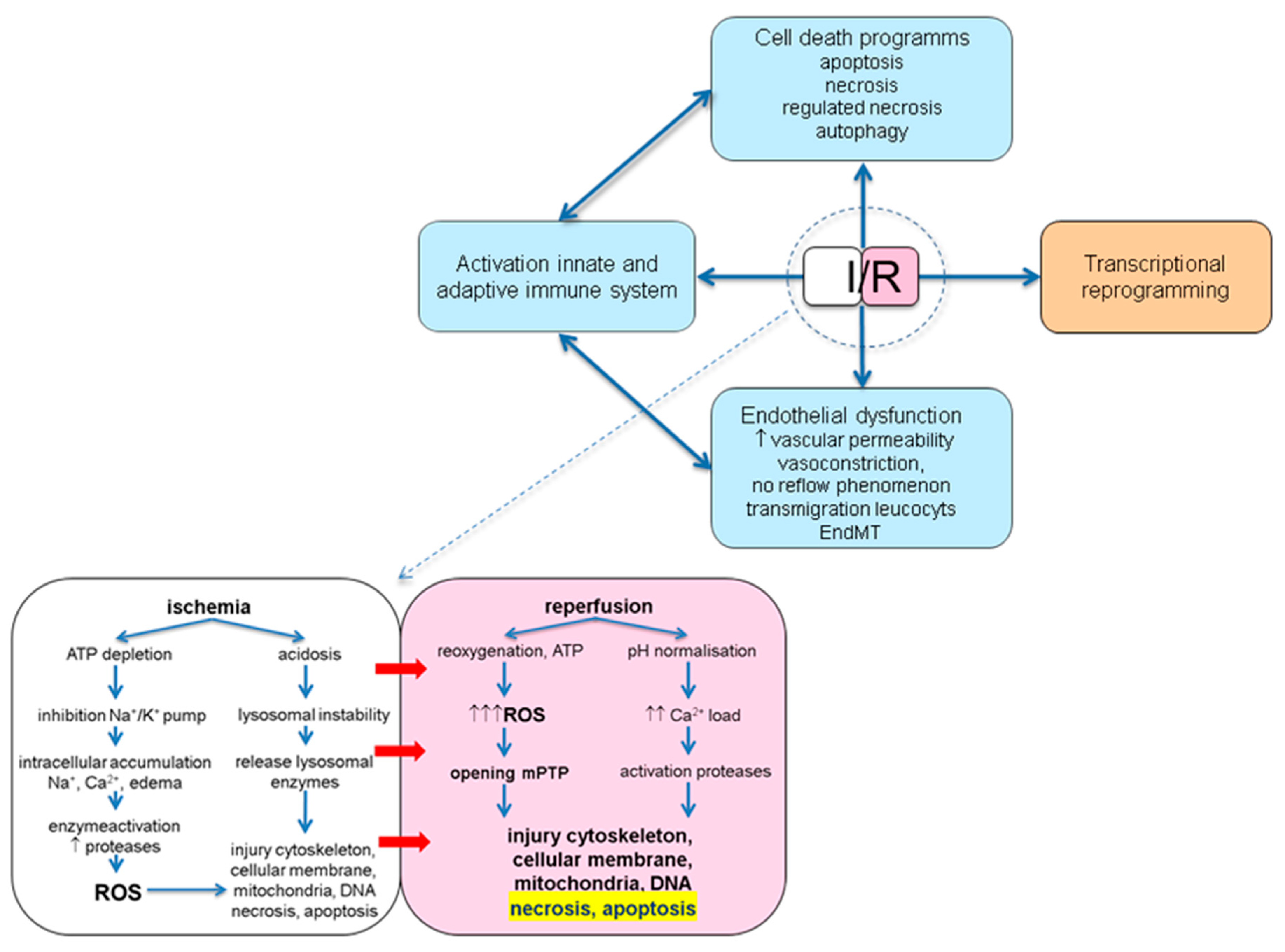 Distinct Roles of Autophagy in the Heart During Ischemia and Reperfusion