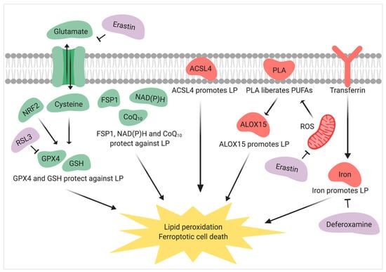 Jcm Free Full Text Male Infertility Shining A Light On Lipids And Lipid Modulating Enzymes In The Male Germline Html