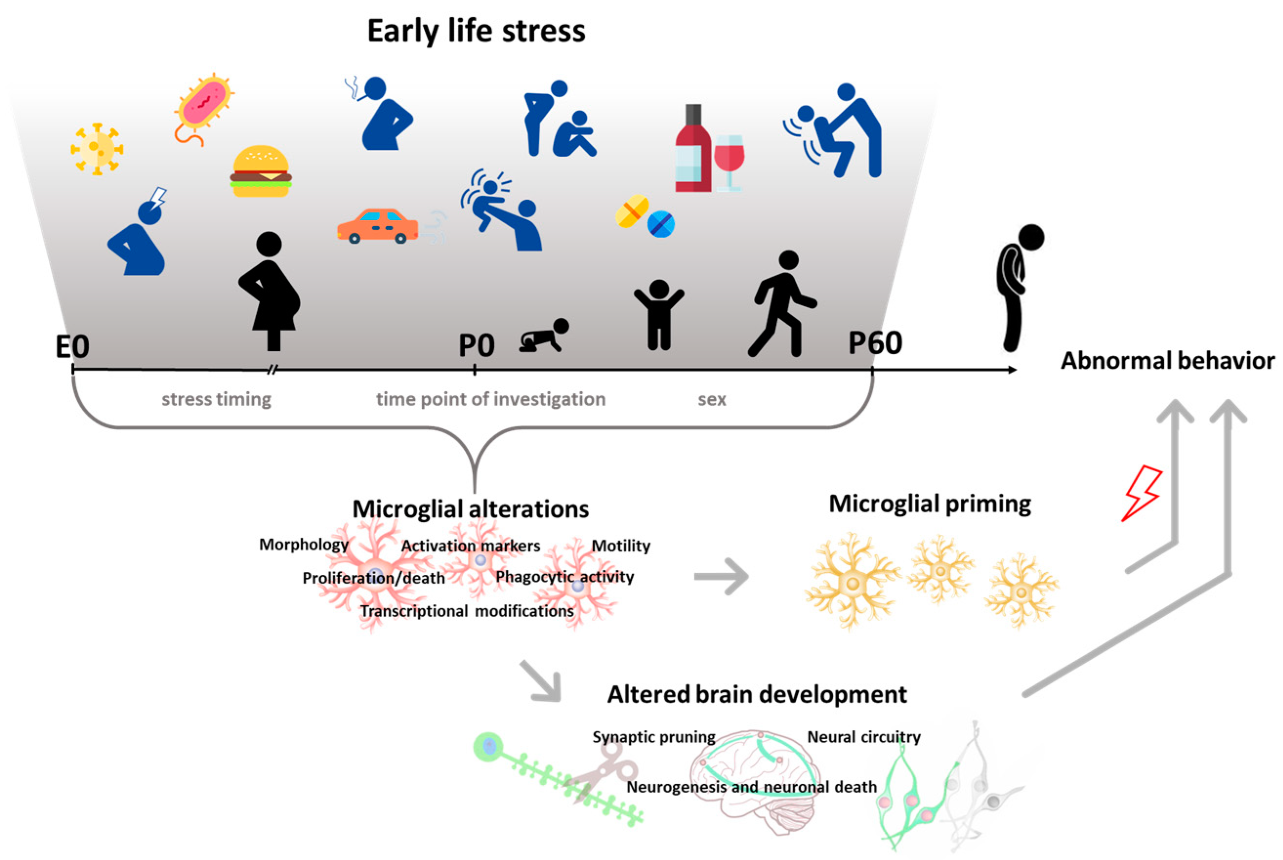 Jcm Free Full Text Microglial Function In The Effects Of Early Life Stress On Brain And 5493