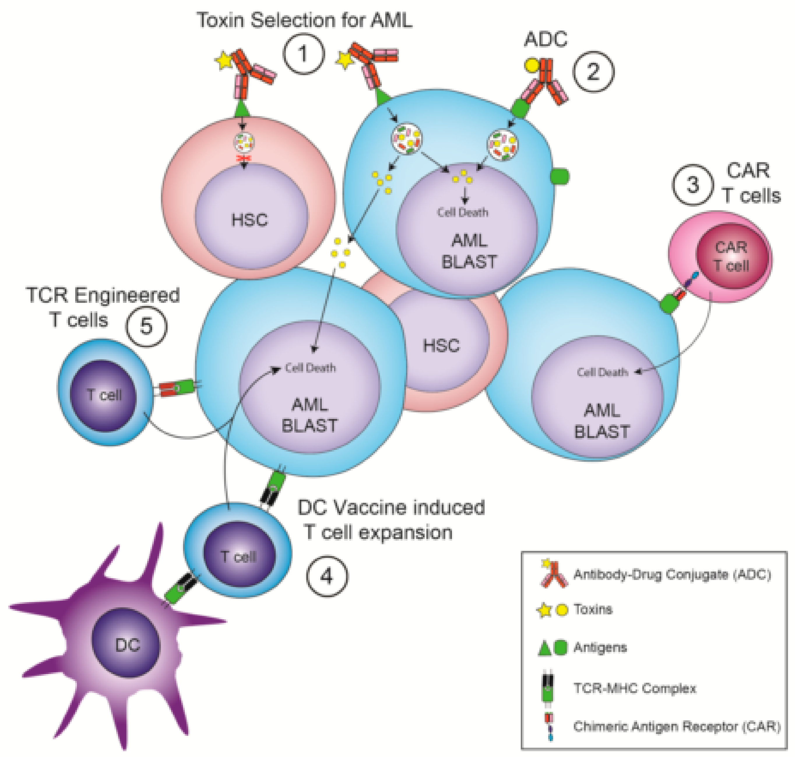 JCM | Free Full-Text | Is Hematopoietic Stem Cell Transplantation Required  to Unleash the Full Potential of Immunotherapy in Acute Myeloid Leukemia?