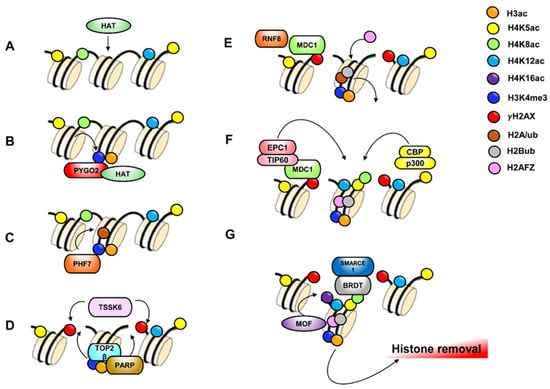 UBR2 mediates transcriptional silencing during spermatogenesis via histone  ubiquitination