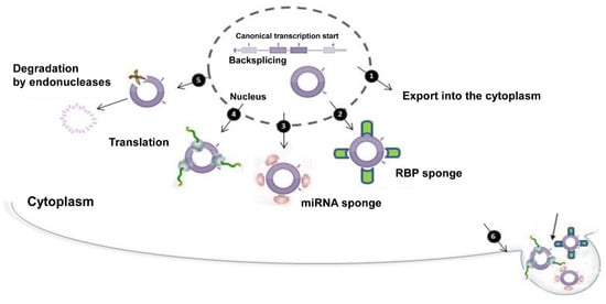 UBR2 mediates transcriptional silencing during spermatogenesis via histone  ubiquitination