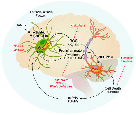 JCM | Free Full-Text | The Role Of Mitochondria In Inflammation: From ...