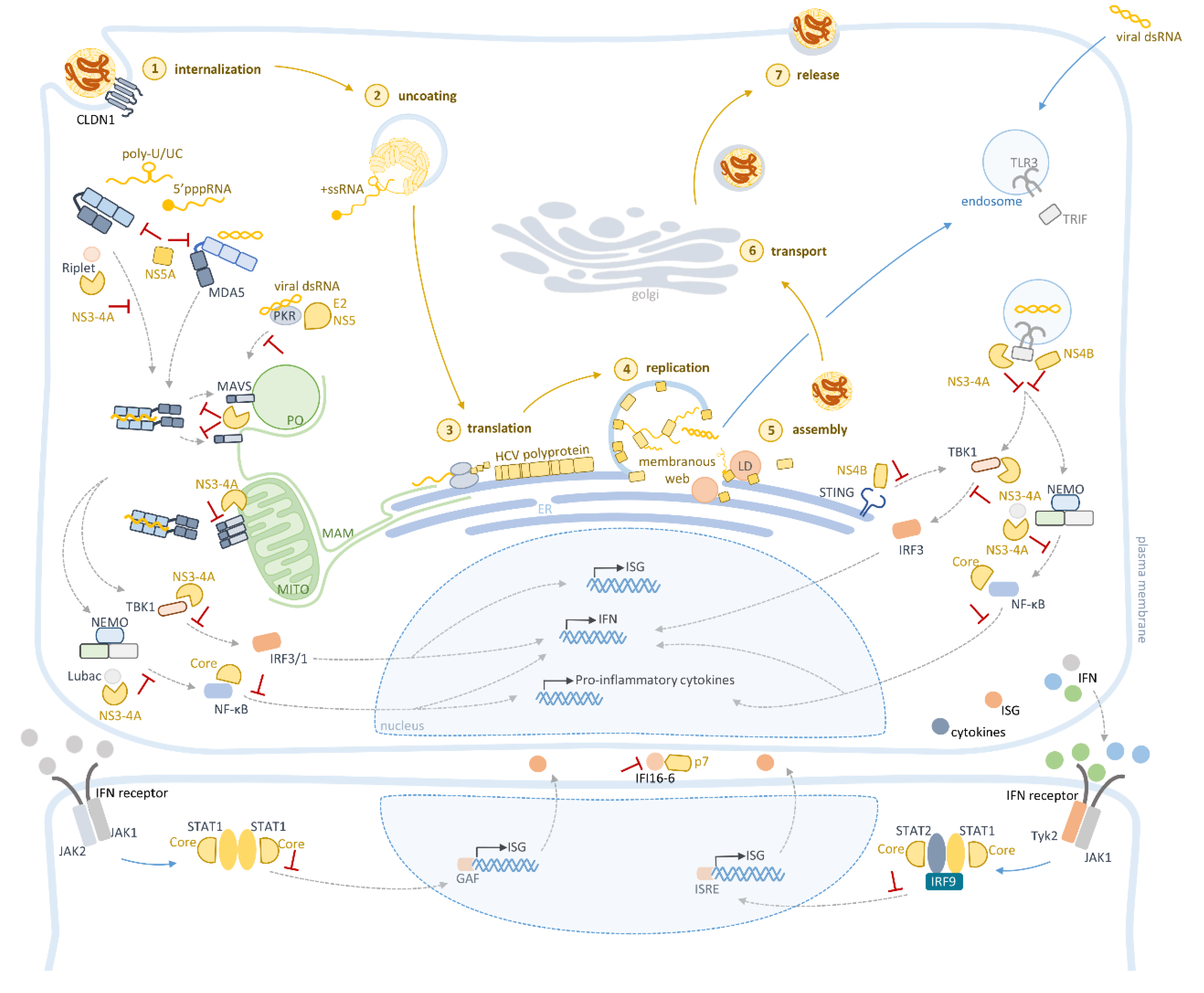 How hepatitis C virus evades the immune syste